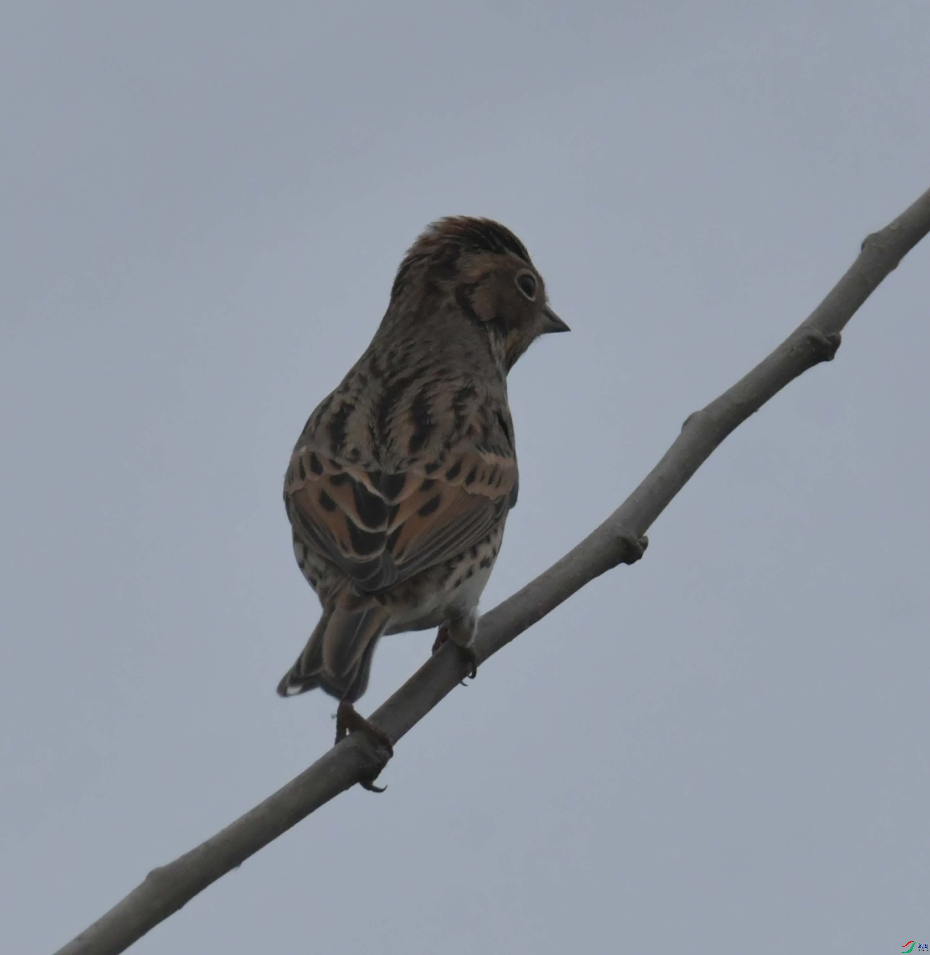 DSC_4530.JPG