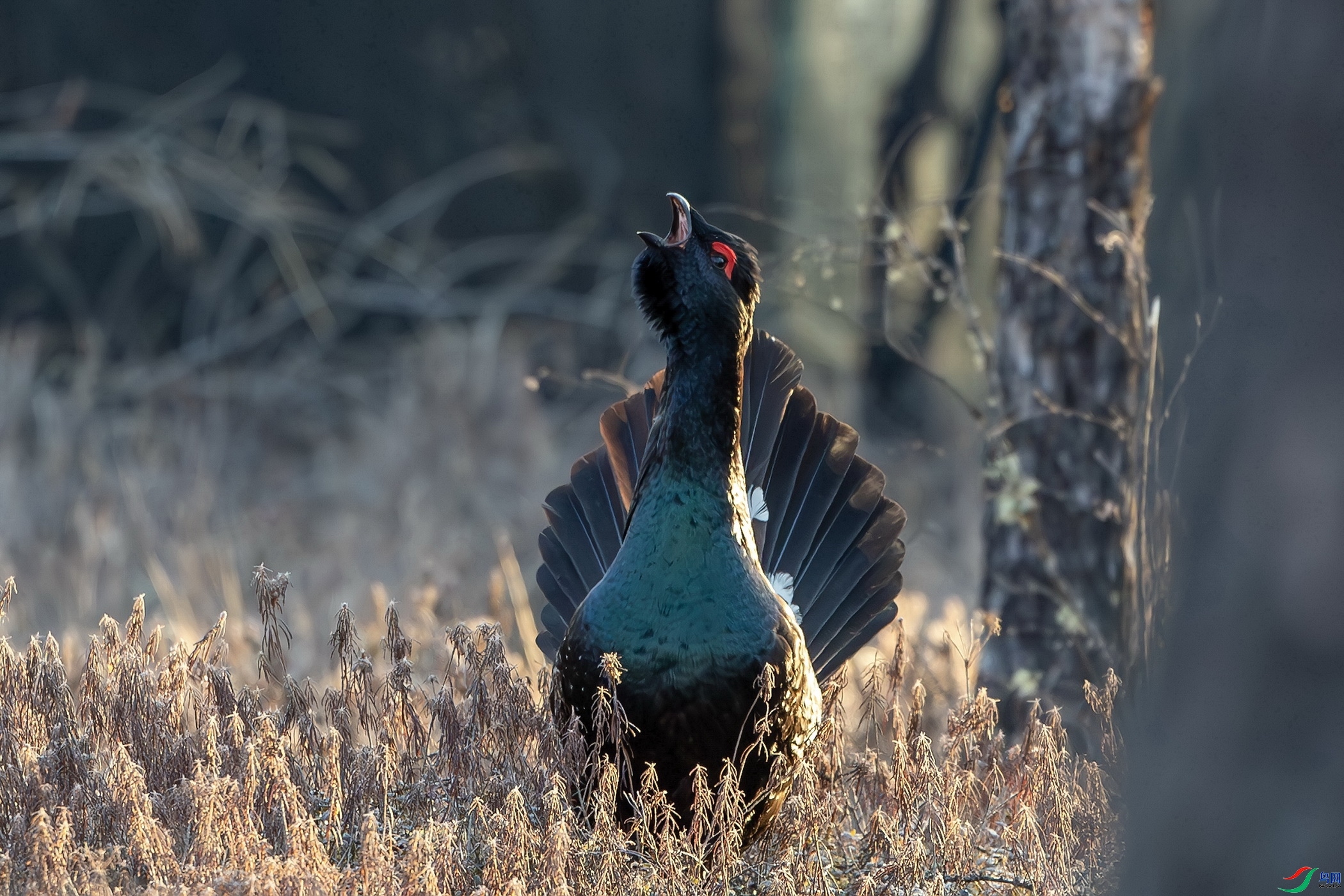 �����ɼ� ���� ��ʯ �ܶ�.jpg