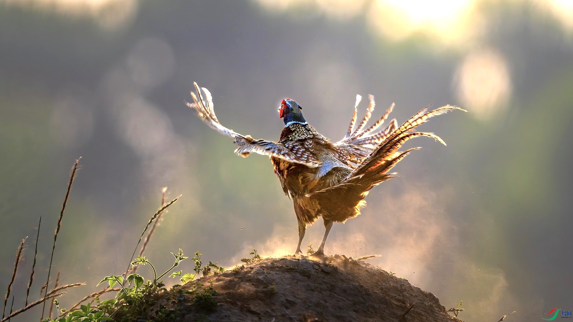 1_DSC9902-����ǿ-NR ���� 2.jpeg