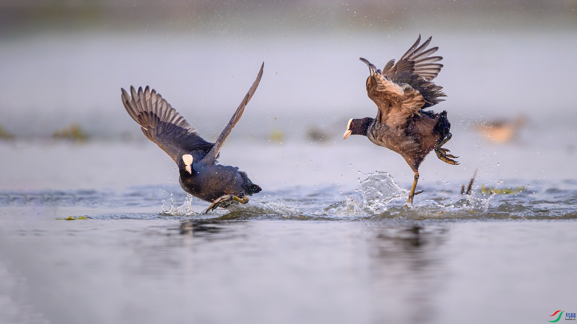 1_XXL7336-����ǿ-NR ����.jpeg