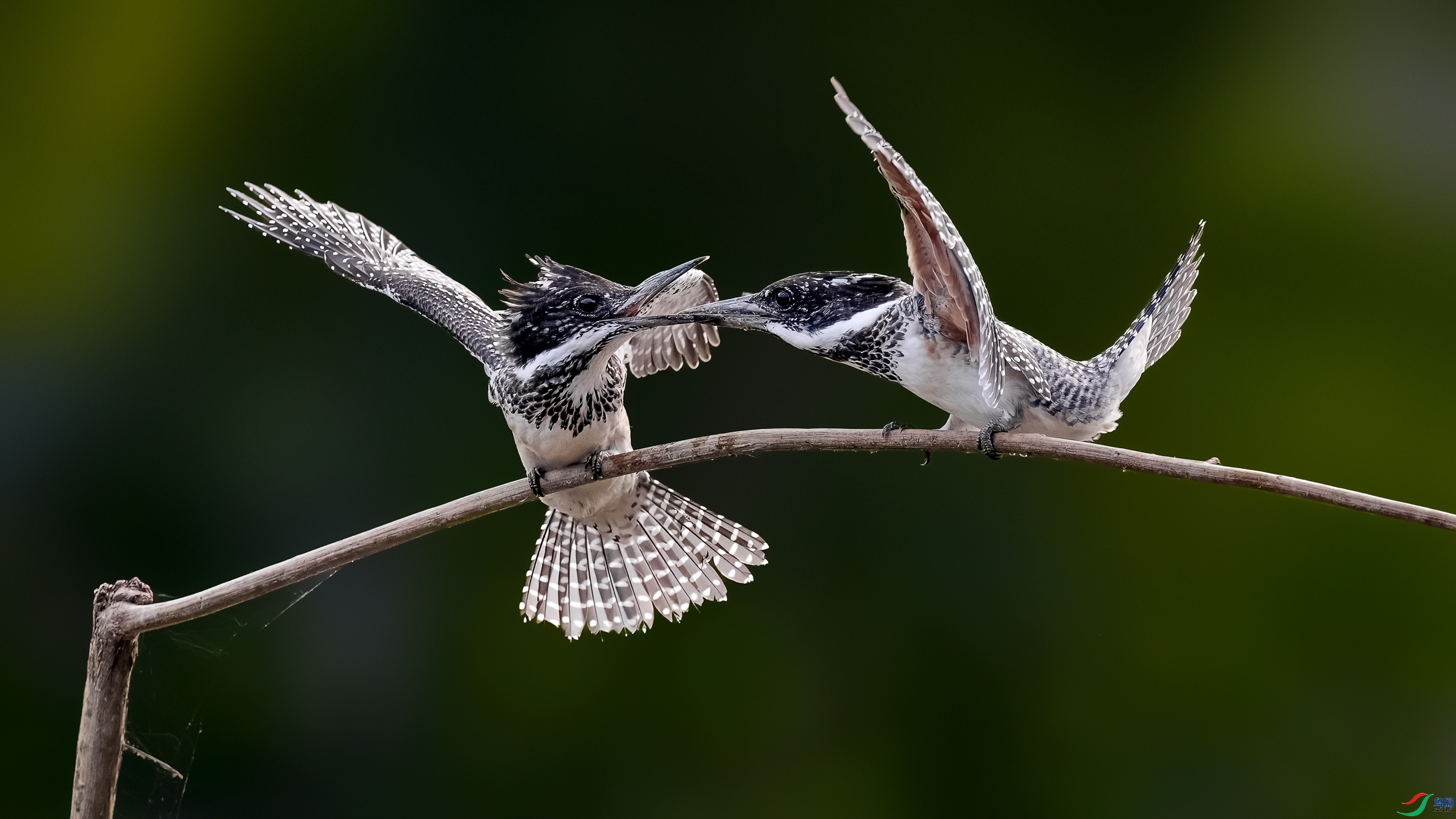 �������� ���� Hsia  ����.jpg