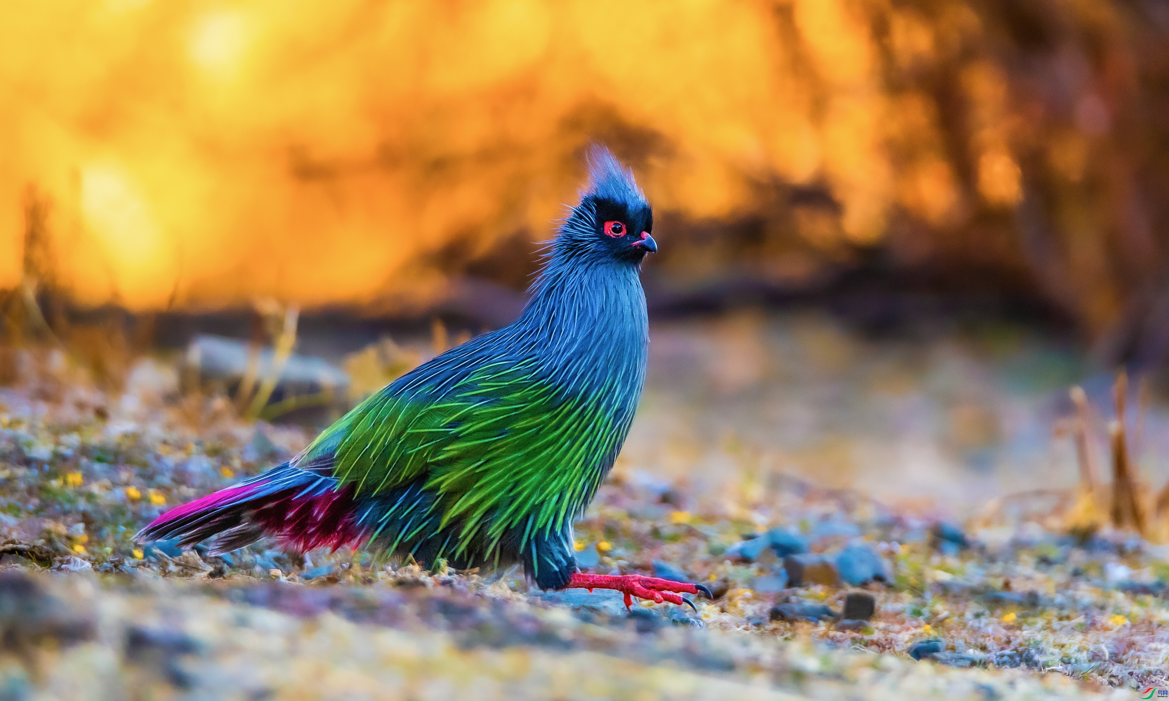 ������� ���� ��������bj  ����.jpg