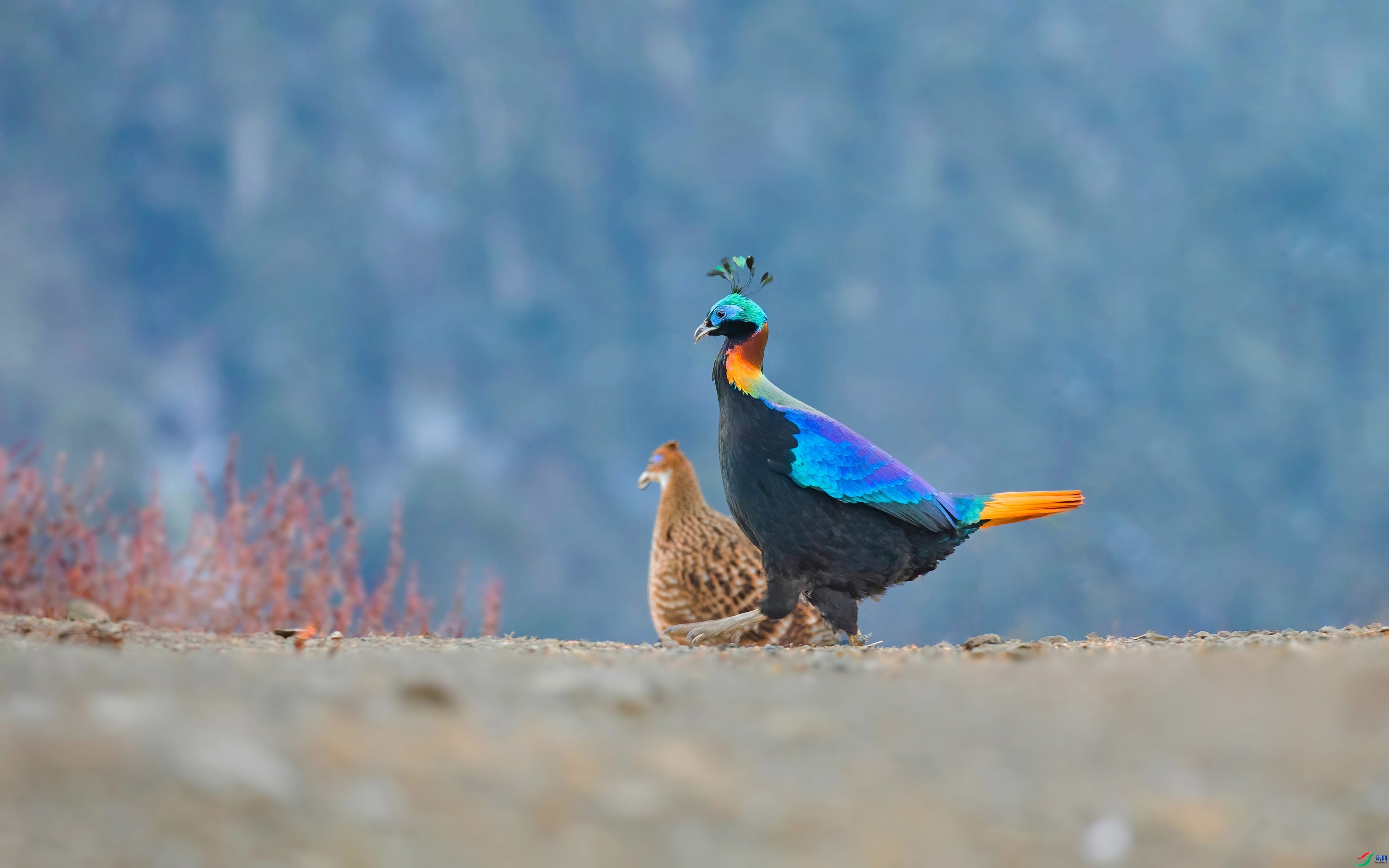 ��β���� ���� �ɶ��Ͻ� ����.jpg