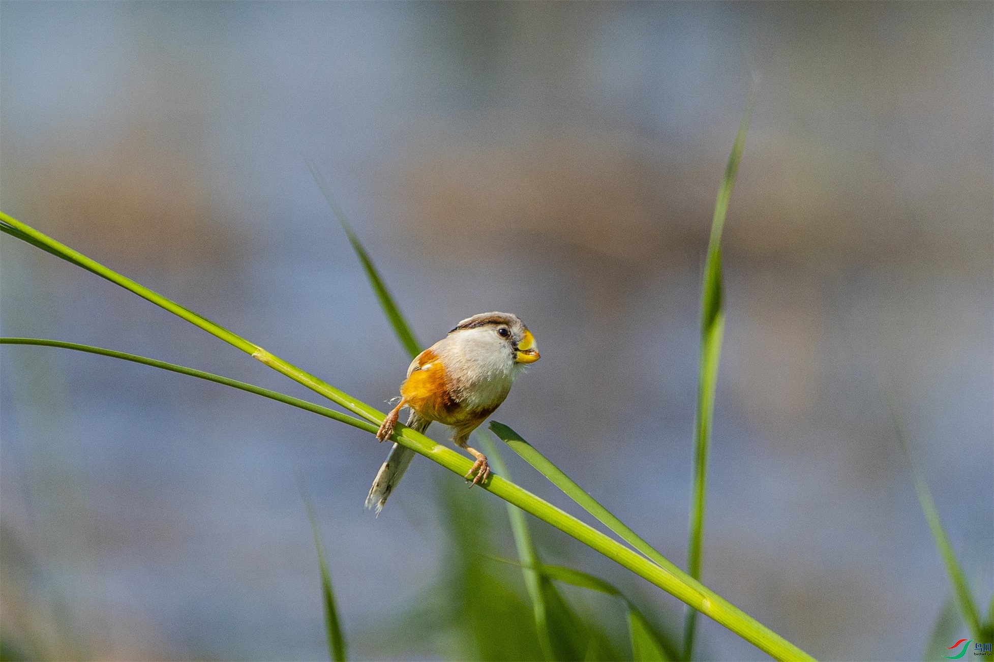 1K3A2959 ����1.jpg