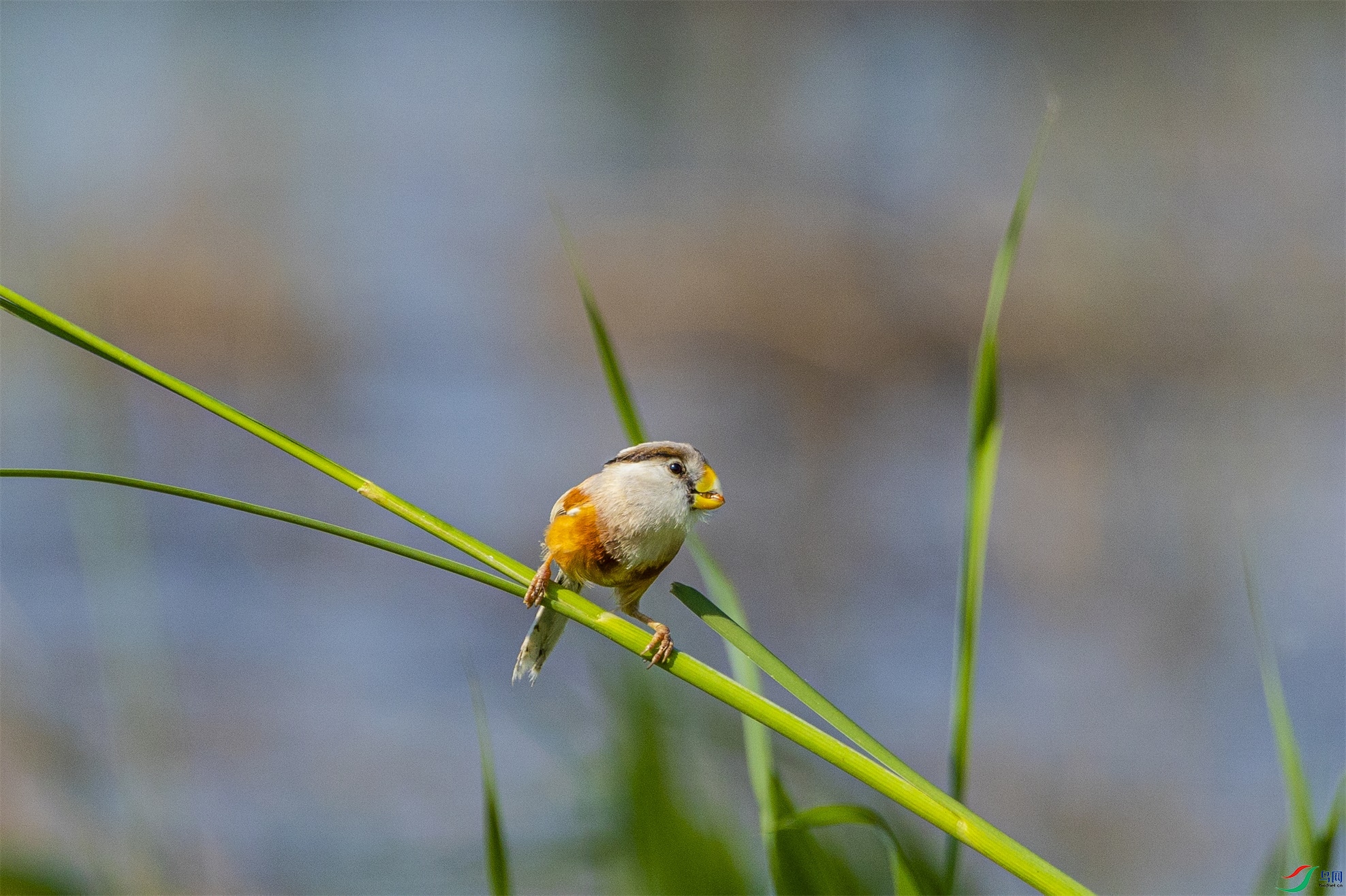 1K3A2961 ����1.jpg