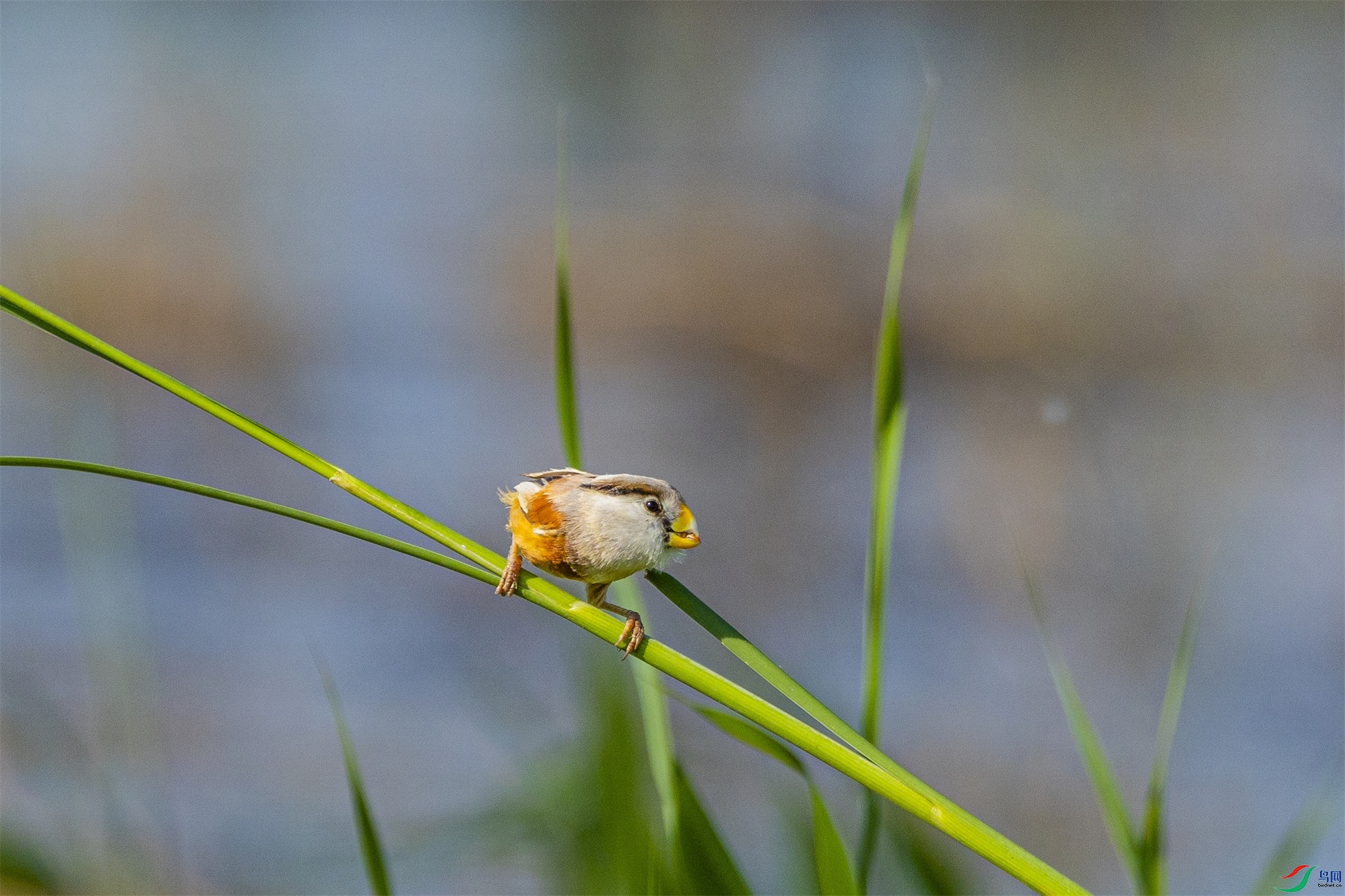 1K3A2963 ����1.jpg