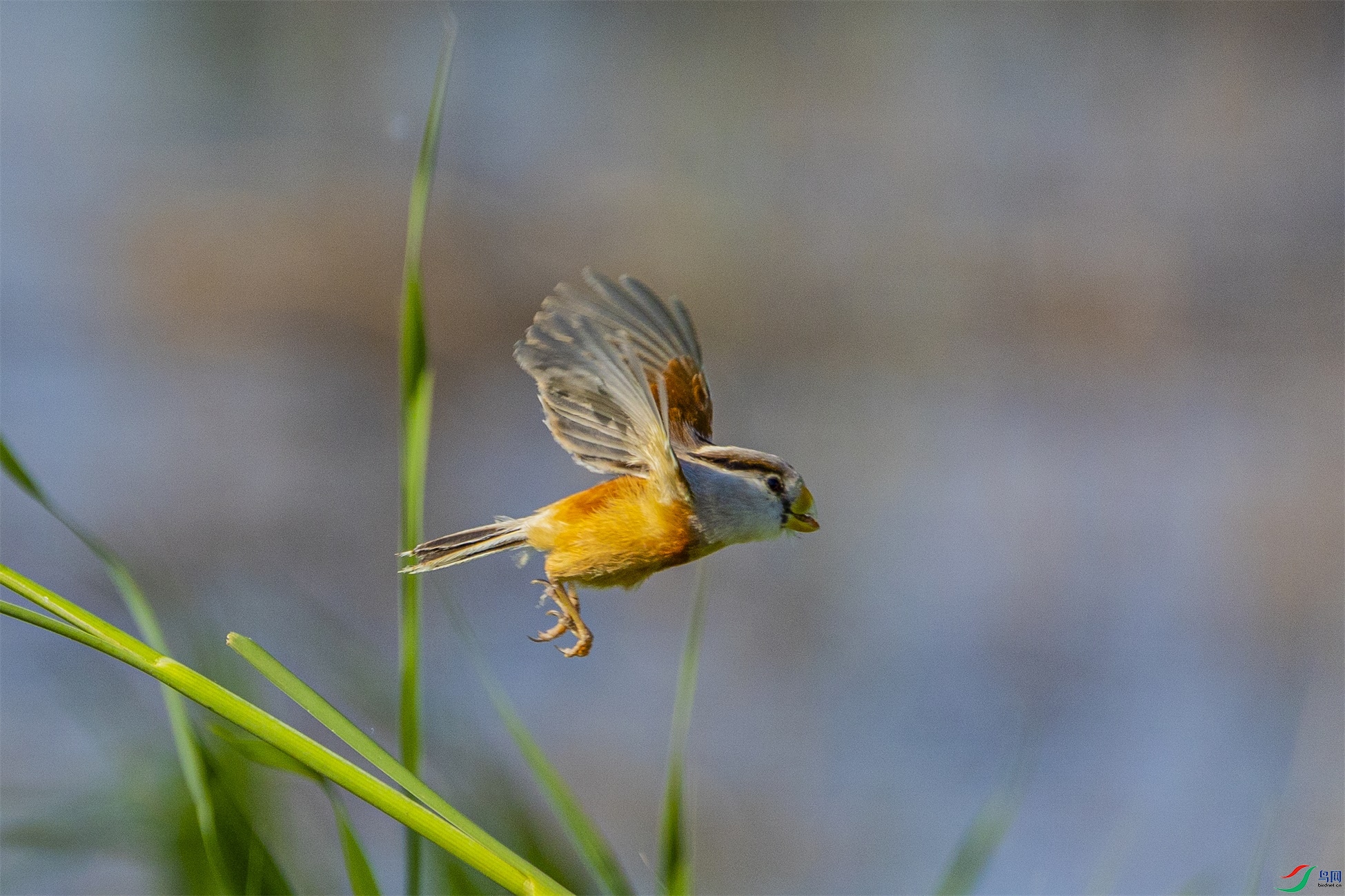 1K3A2965 ����1.jpg