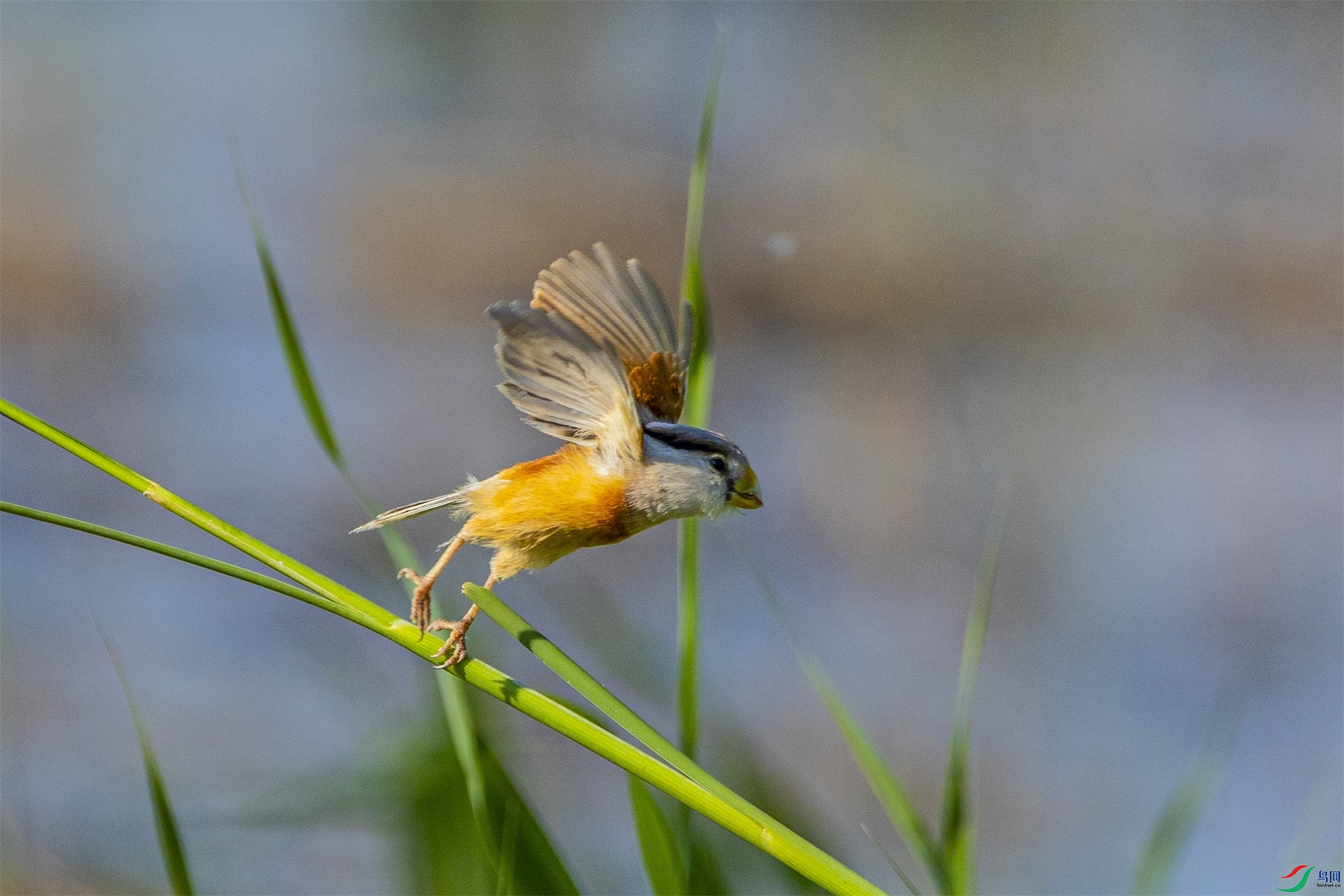 1K3A2964 ����1.jpg