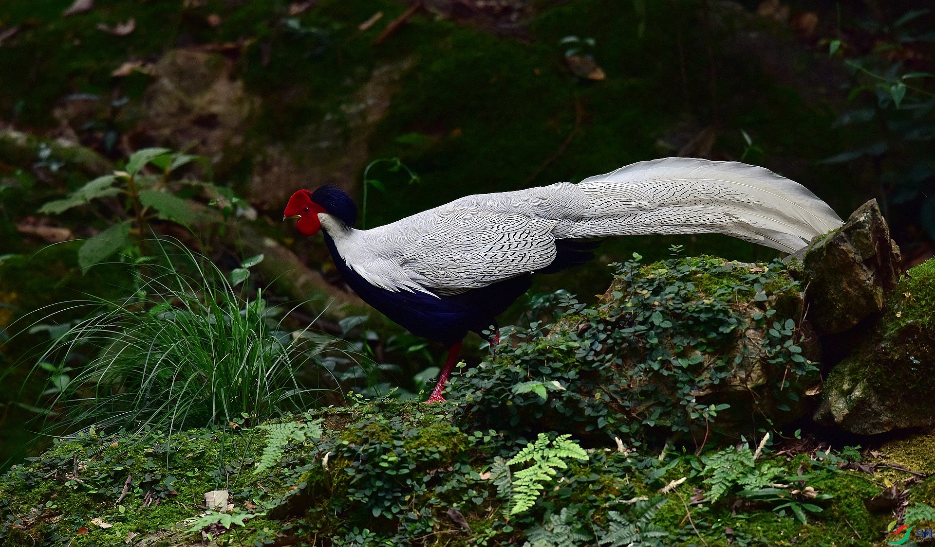 D8I_0662.jpg