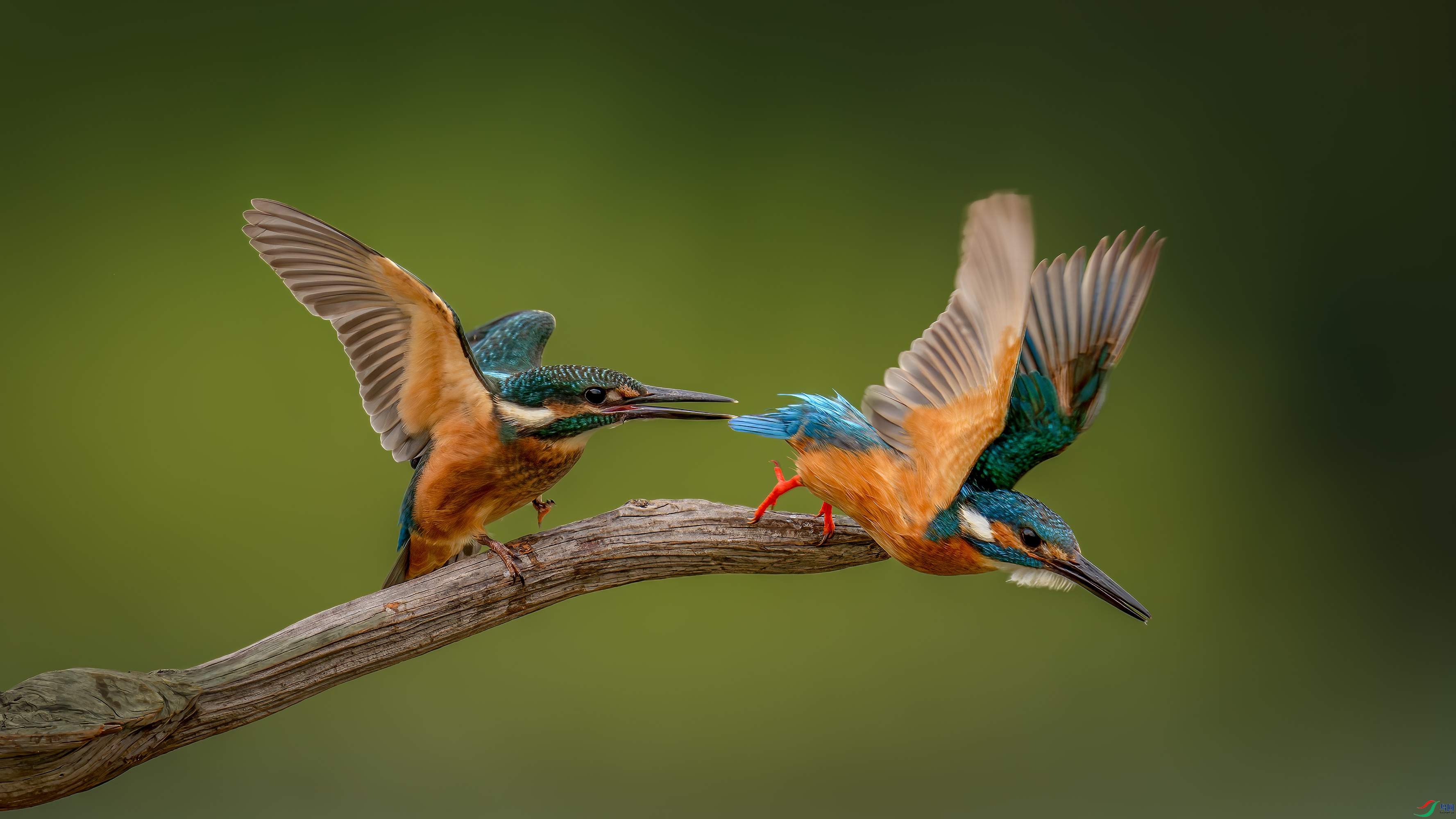 _DSC9109-����ǿ-NR-����.jpga.jpg