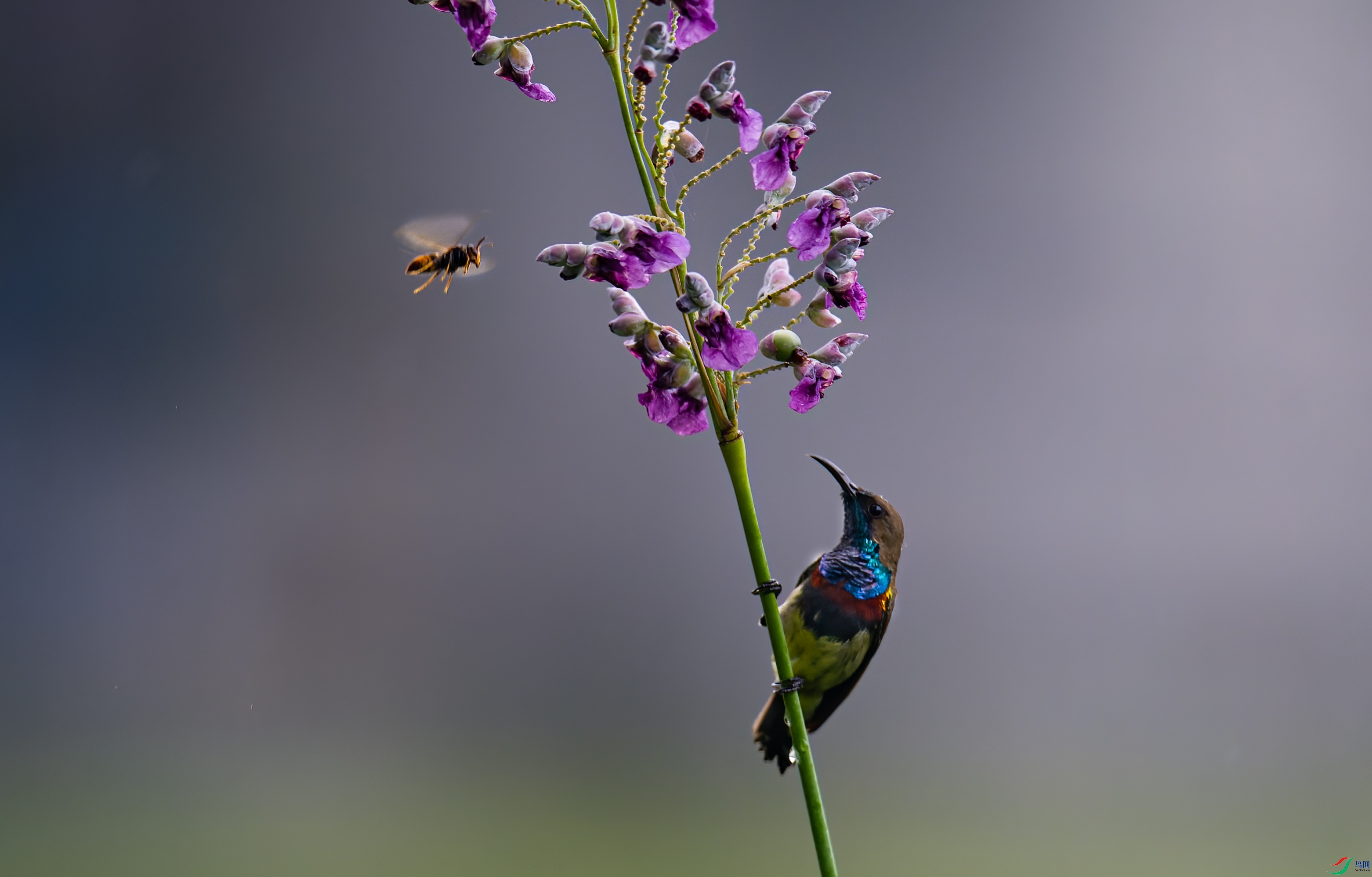 _DSC2070-NEF_DxO_DeepPRIME-DeNoiseAI-standard-2.jpg