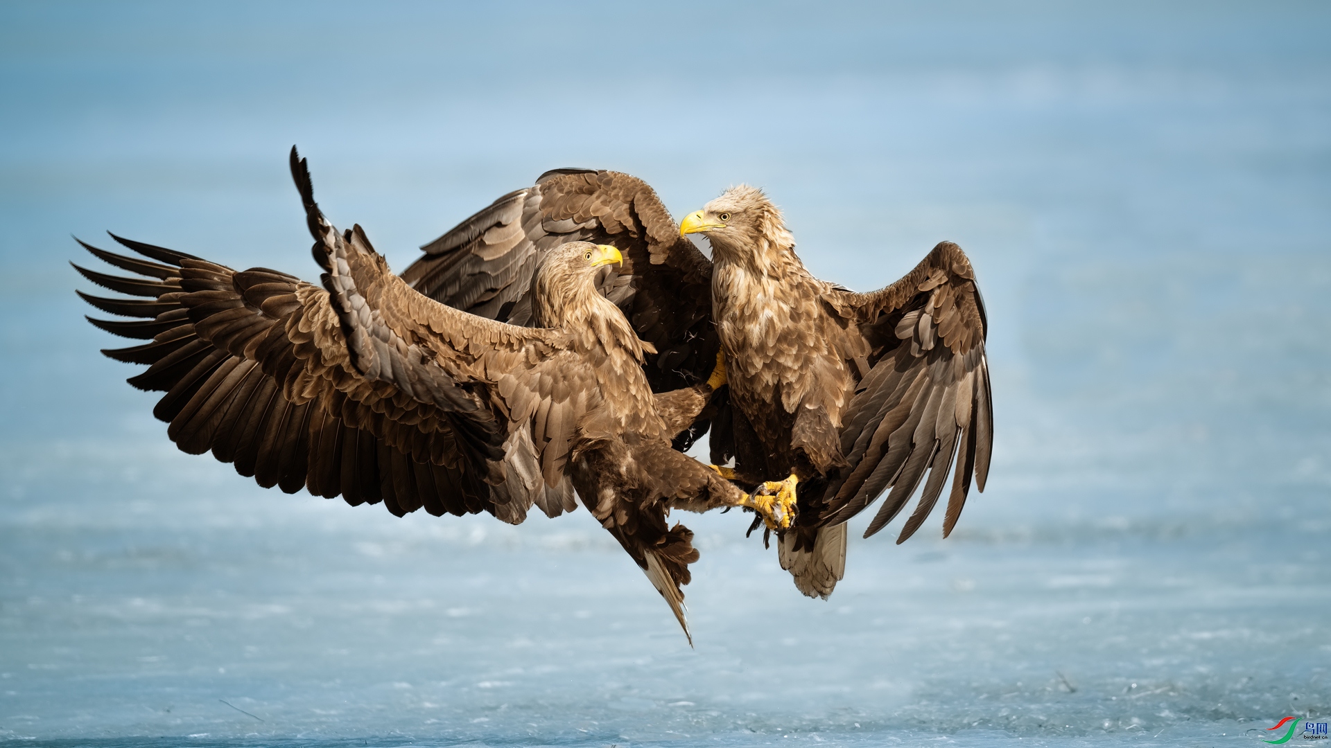 ��β����