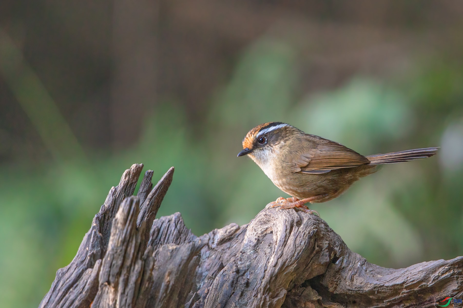 AQ4P0195-1.jpg