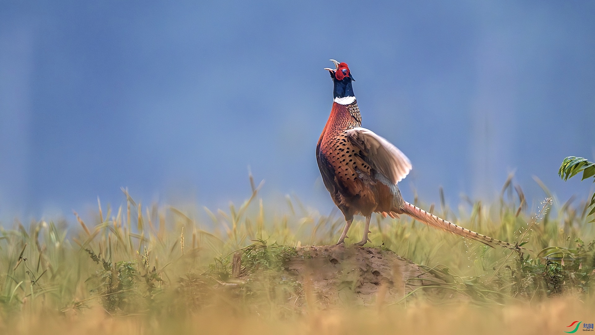 1_DSC0731-����ǿ-NR ����.jpg