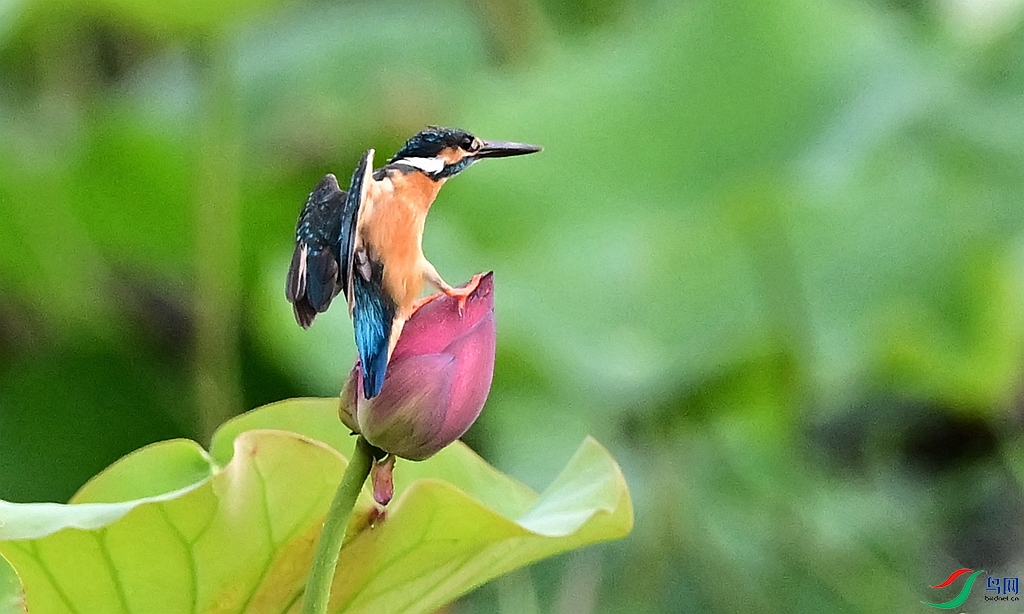 DSC_7047_����.jpg