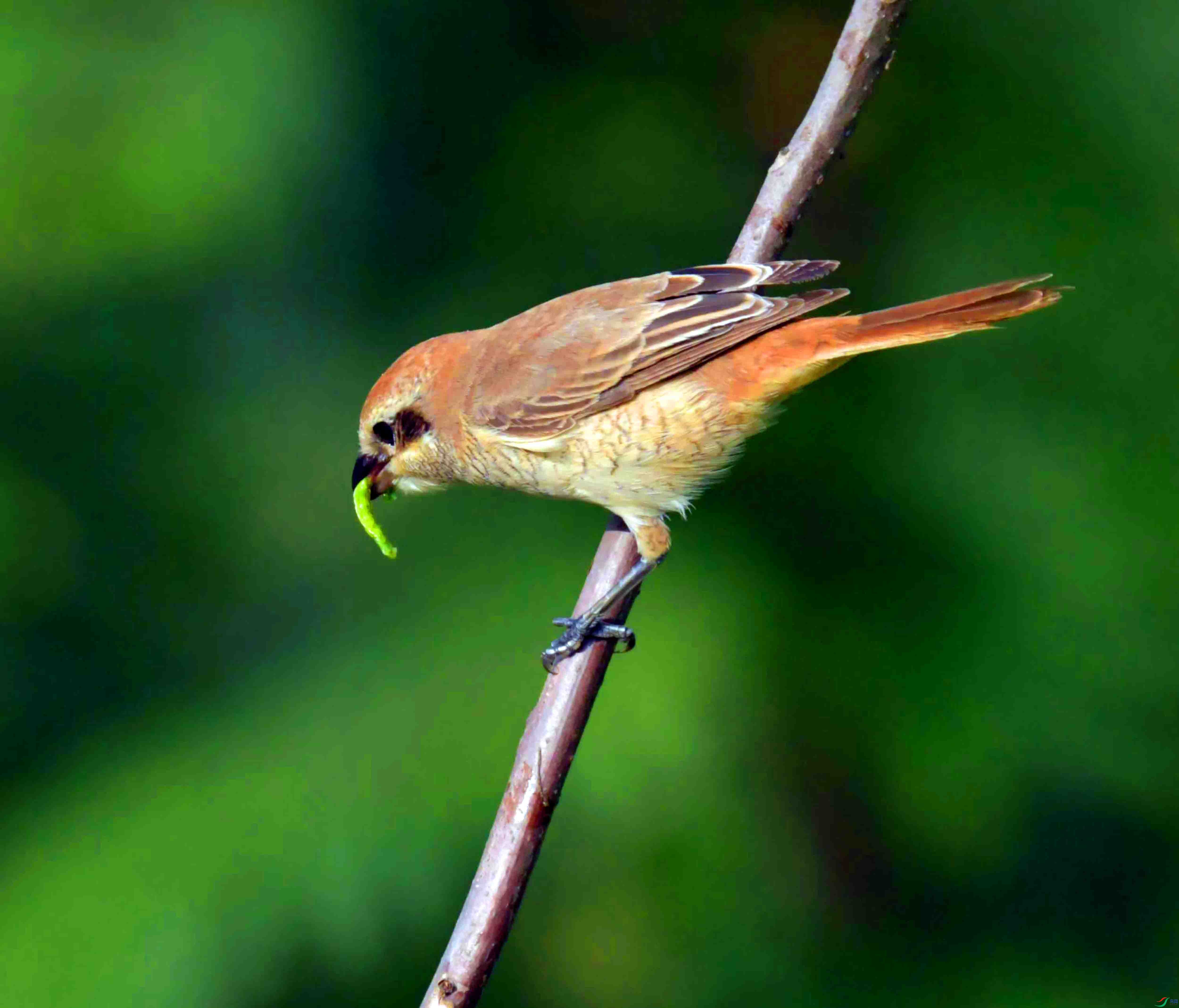 DSC_5703.JPG