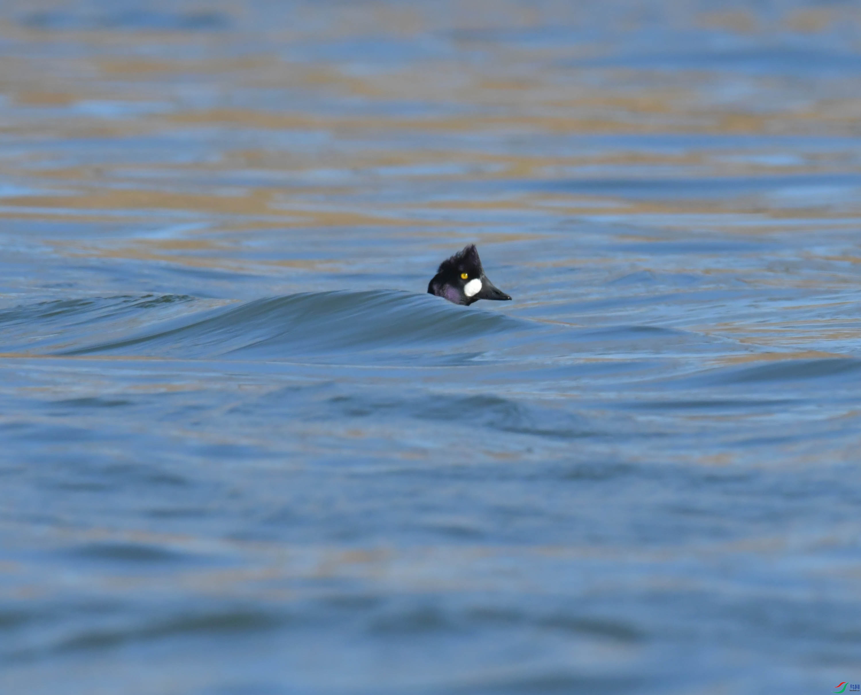 DSC_0414.JPG