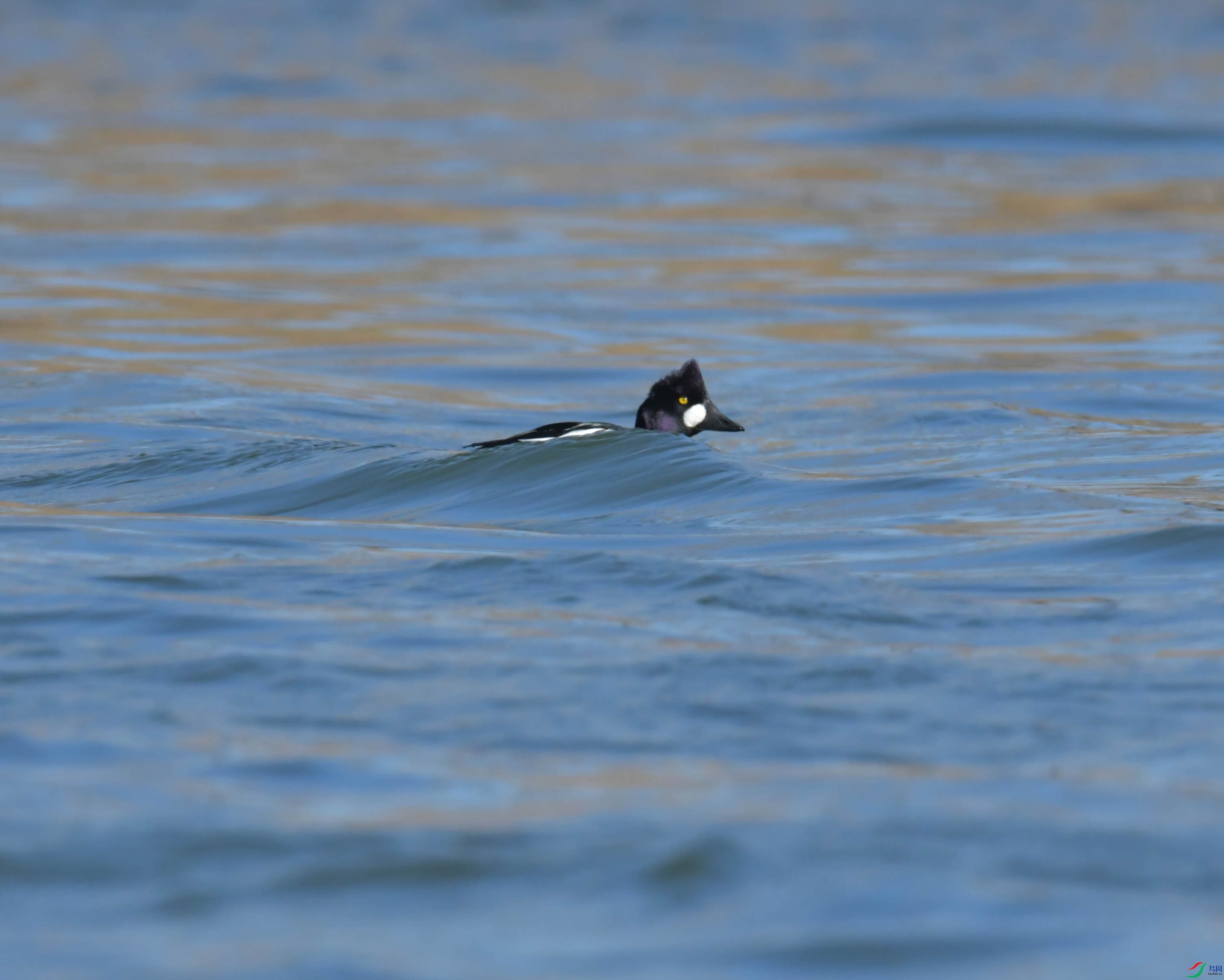 DSC_0415.JPG