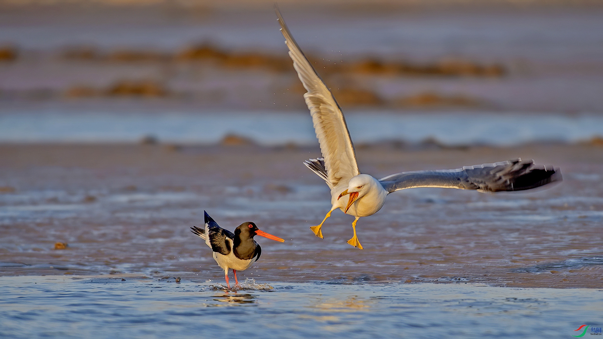 DSC_87nmn31.jpg