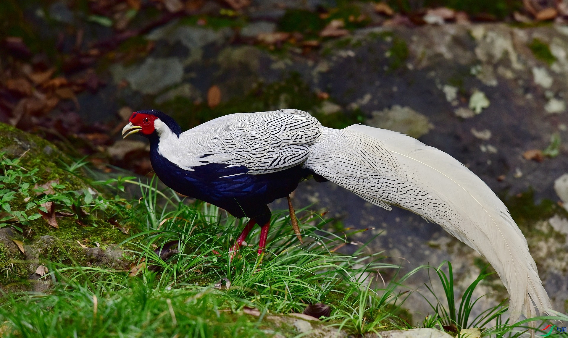 D8I_0704.jpg