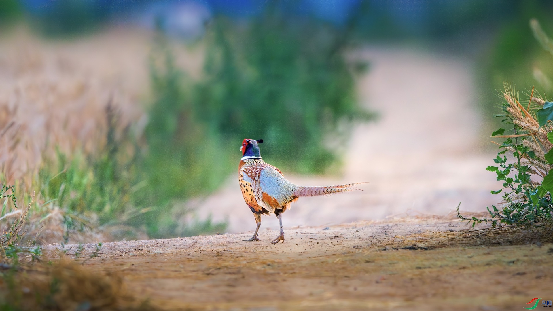 1_DSC1322-����ǿ-NR ����.jpg222.jpeg