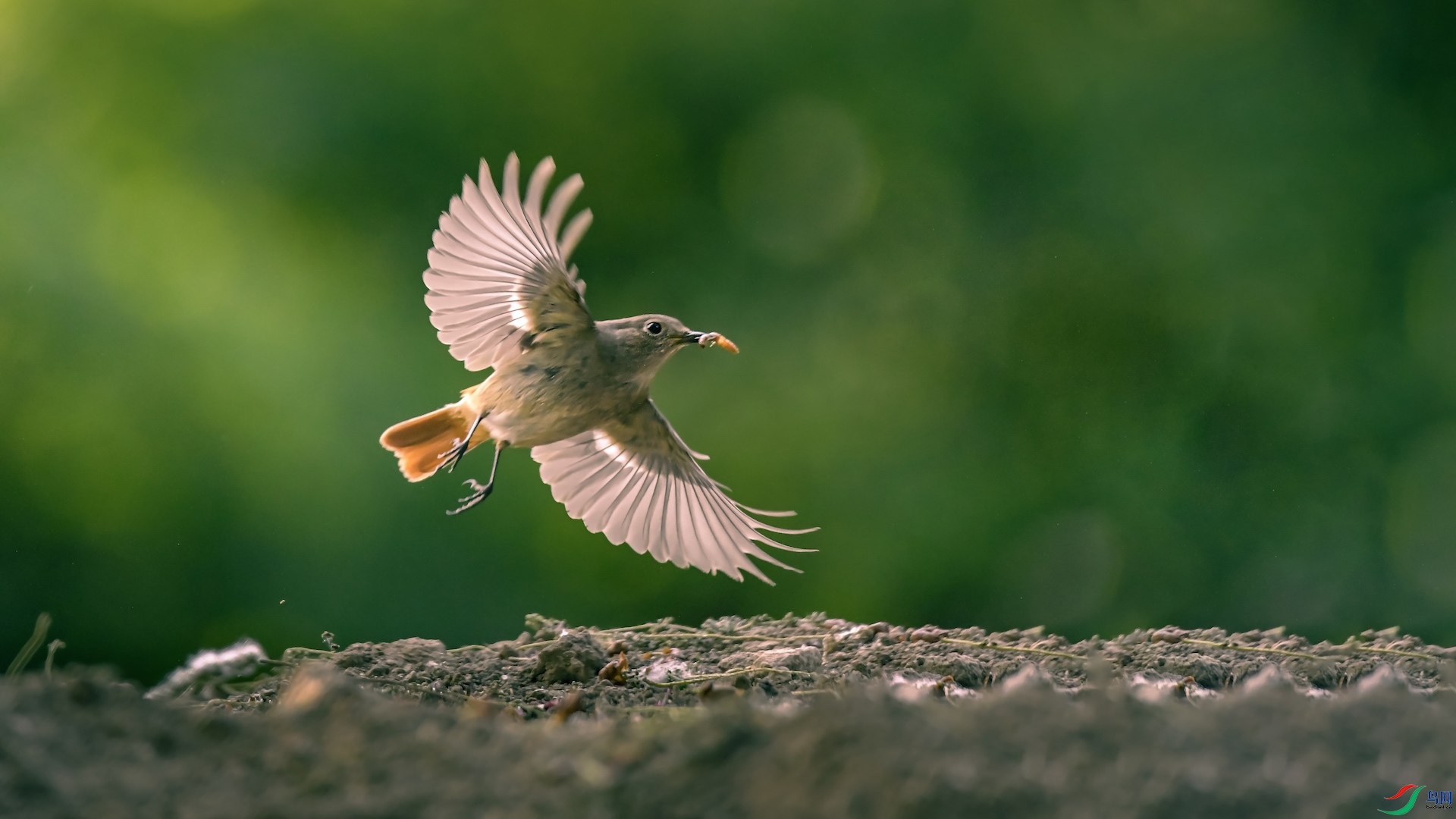 1_XXL1895 ����.jpeg