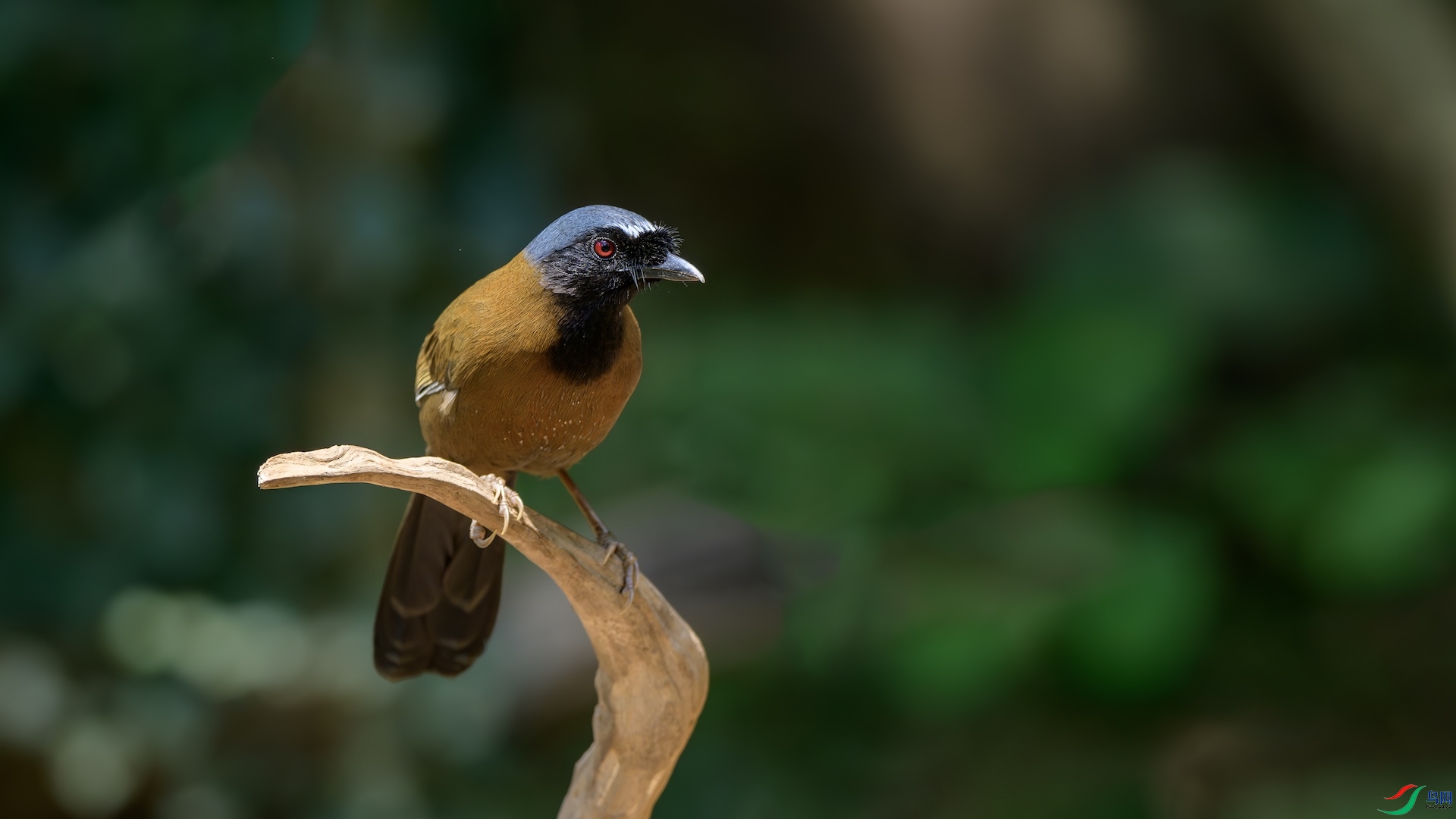 1_XXL2128-����ǿ-NR ����.jpeg