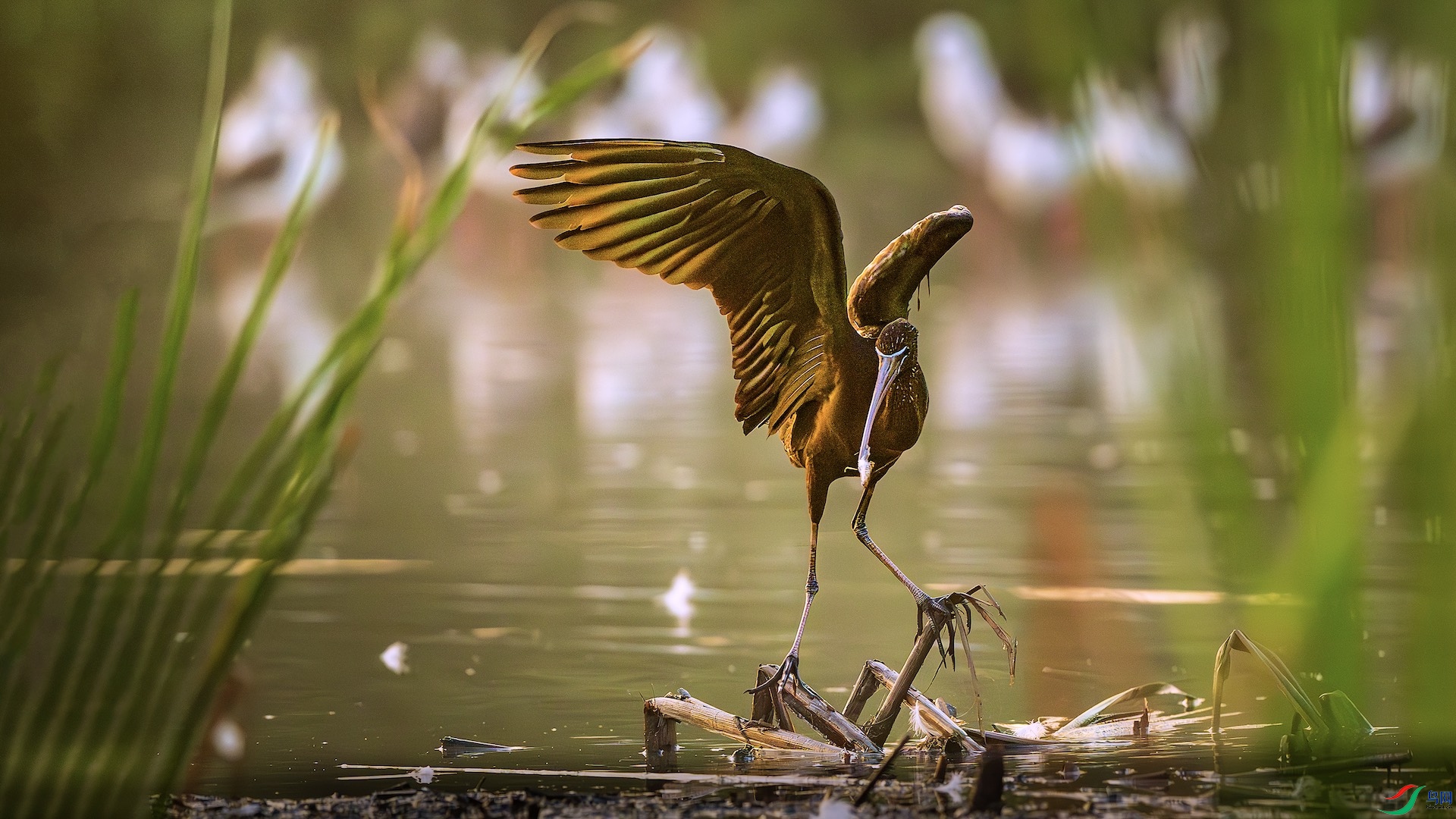 1_XXL5414-����ǿ-NR ����.jpeg