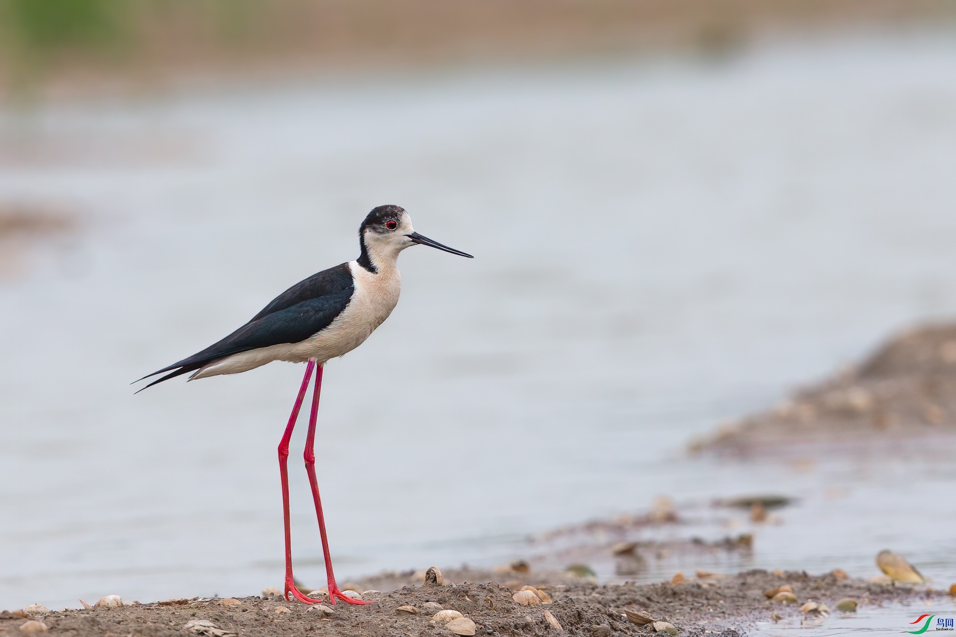 F��2017 1082-1.jpg