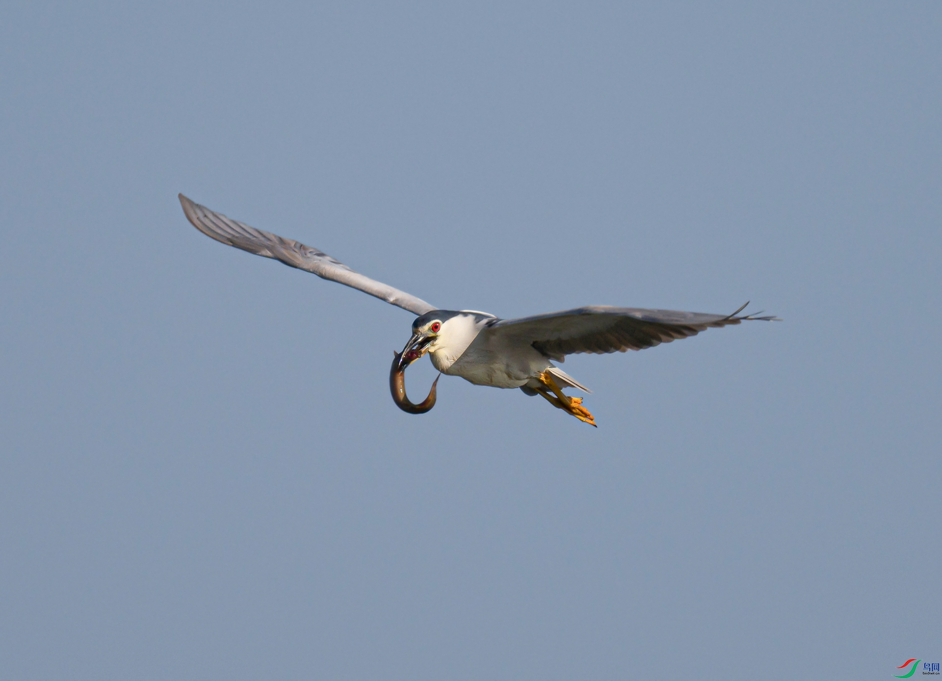 _DSC5010d3.jpg