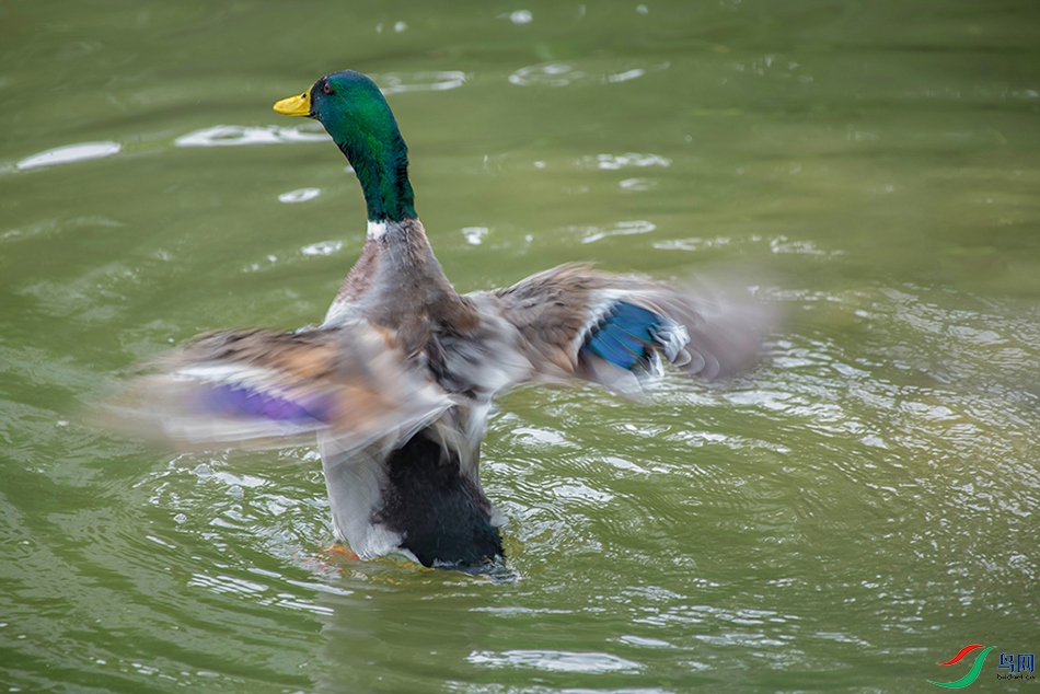 DSC_6132.jpg