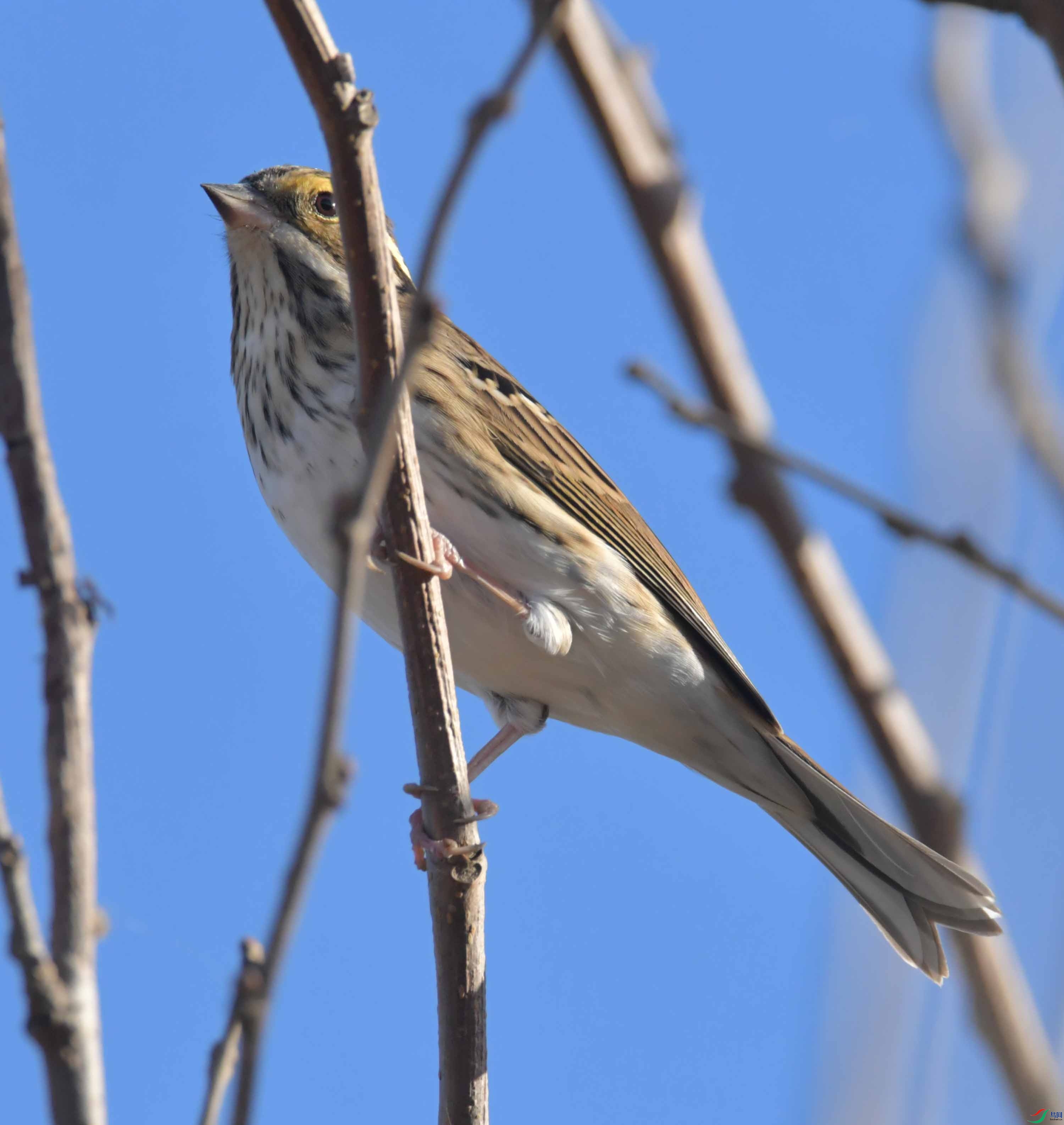 DSC_2103.JPG