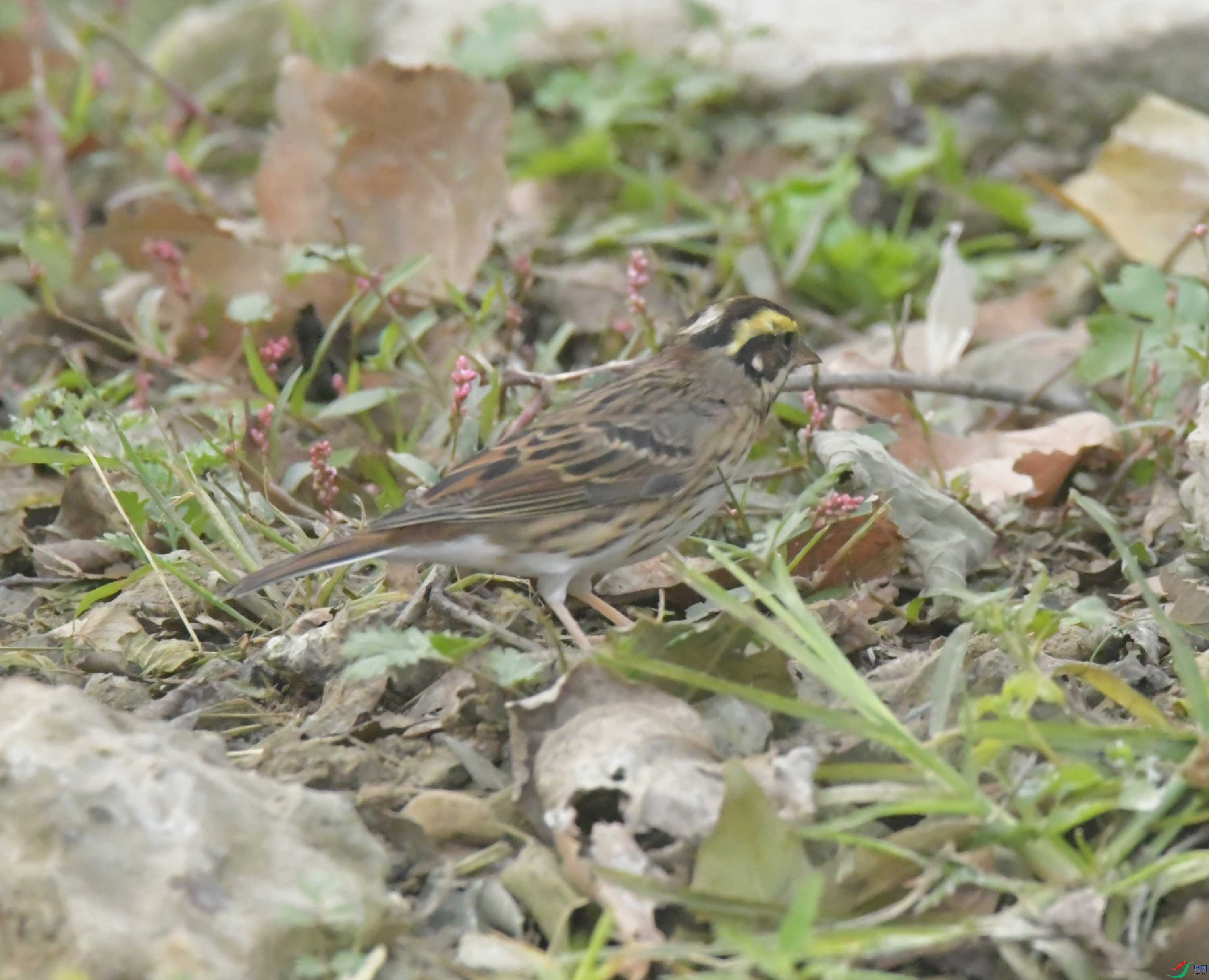 DSC_8288.JPG