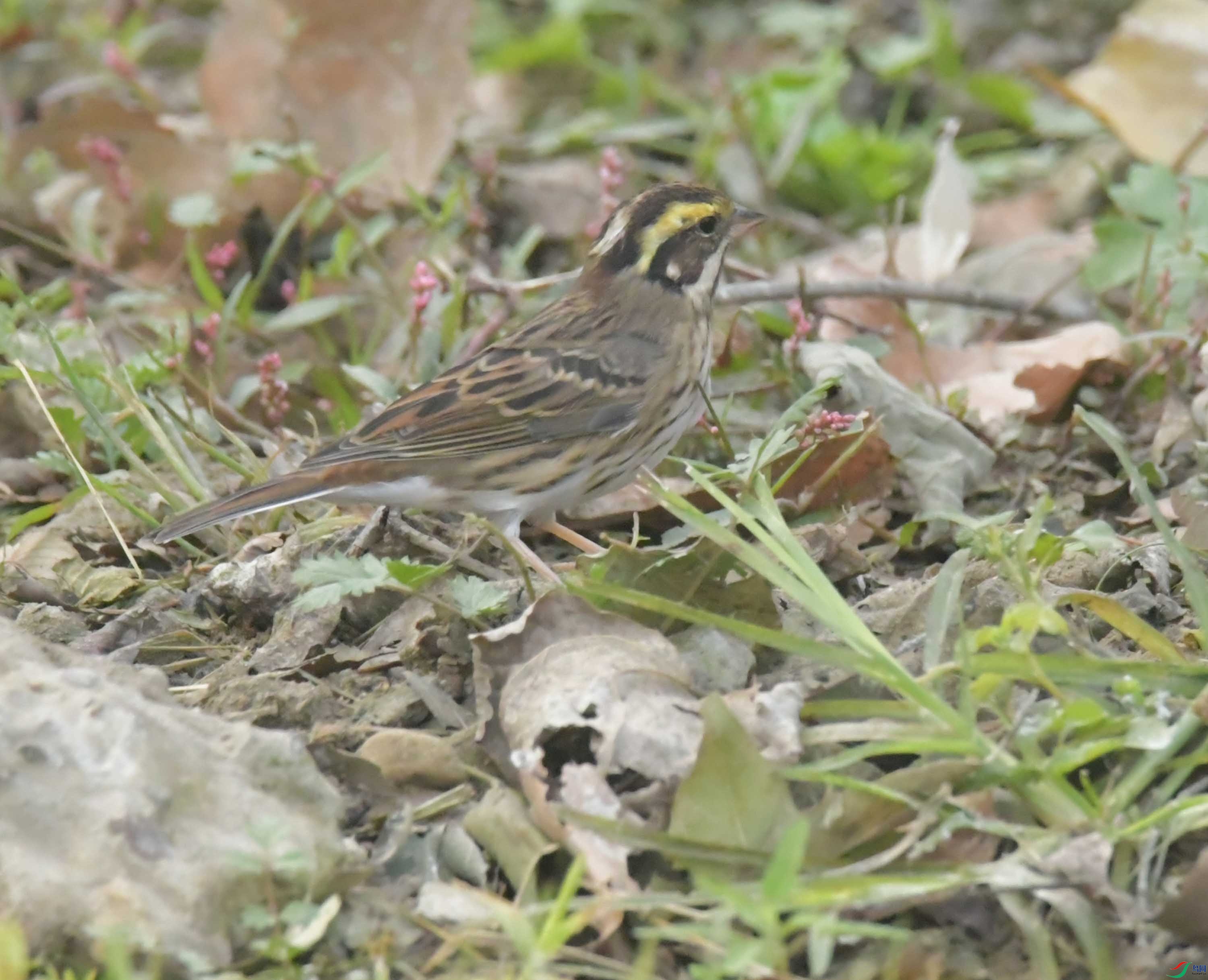 DSC_8287.JPG