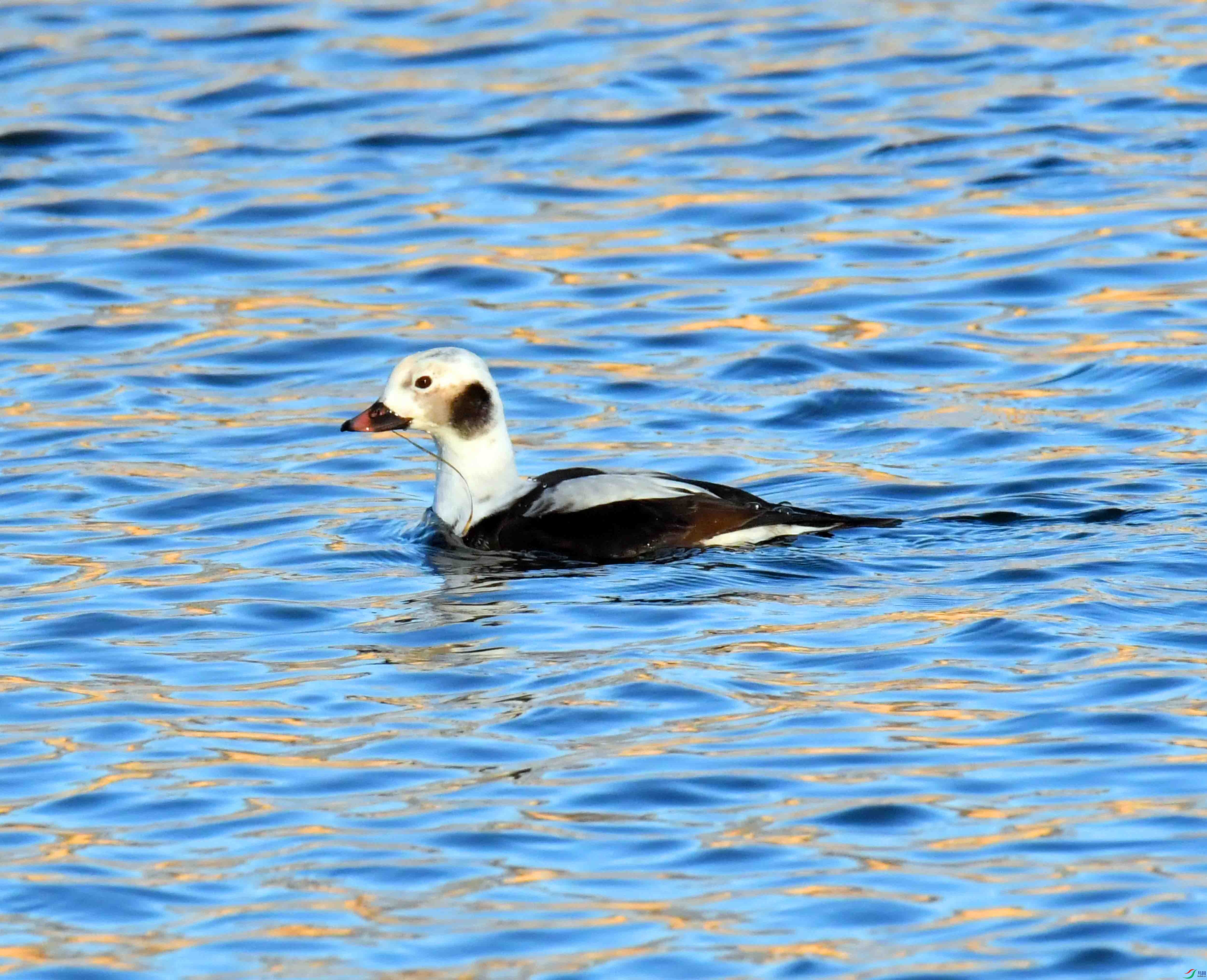 DSC_7238.JPG