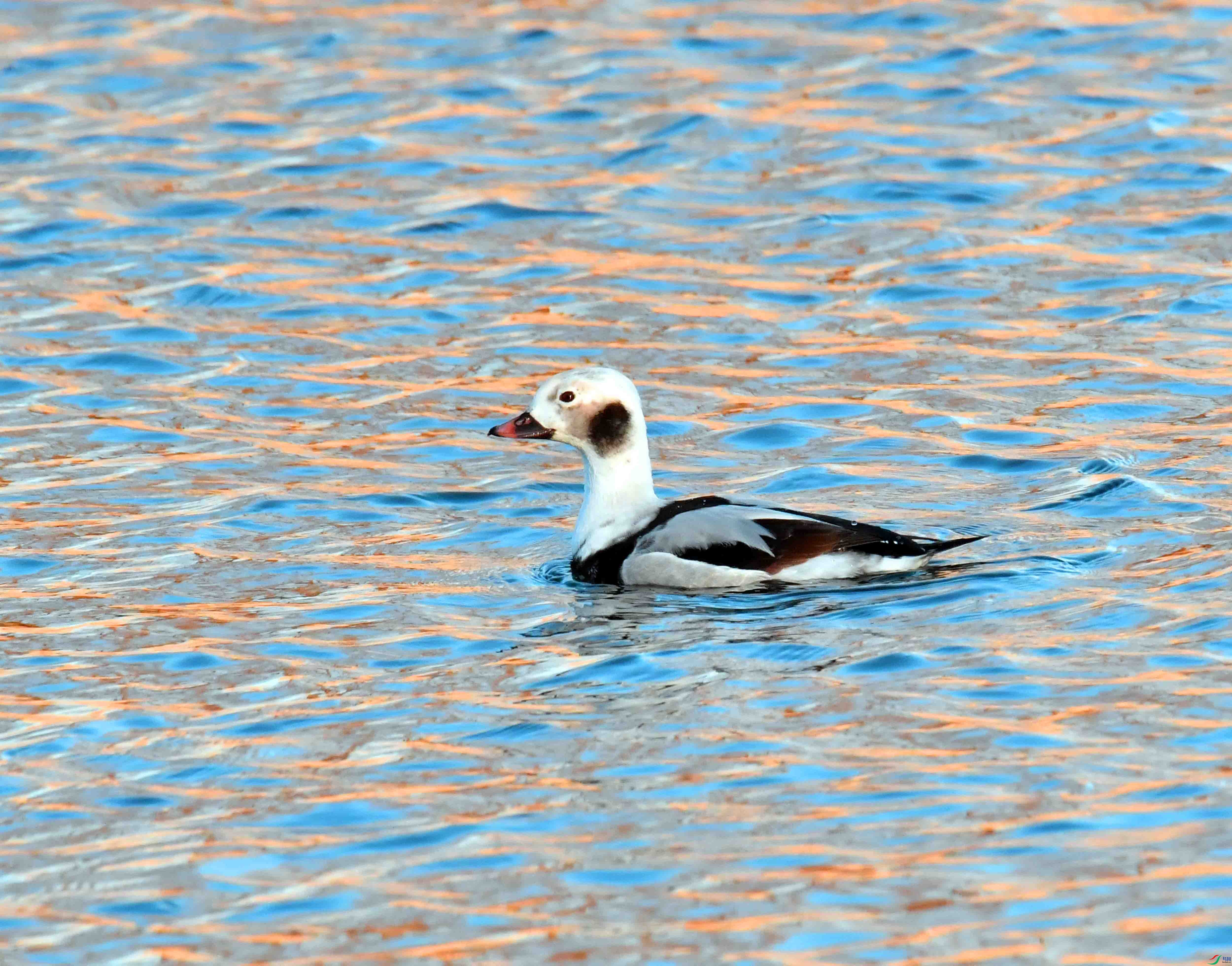 DSC_7274.JPG