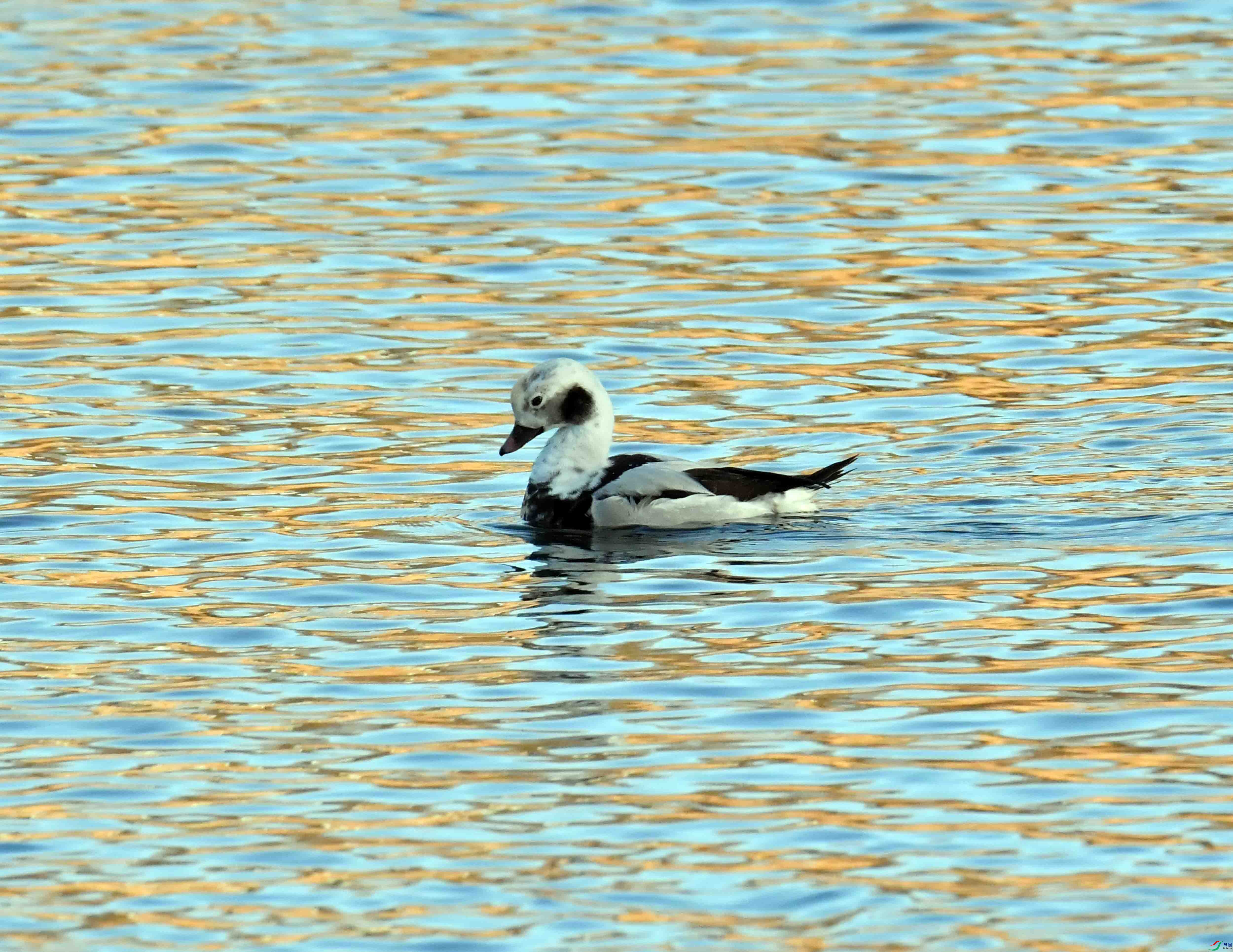 DSC_7296.JPG