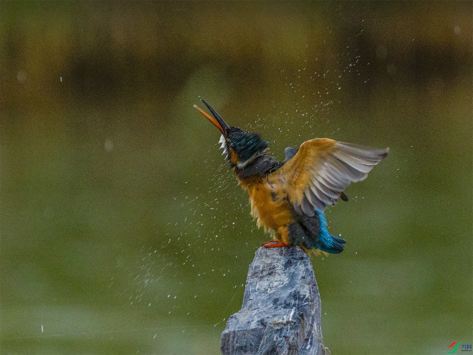 1K3A1847 ����1.jpg