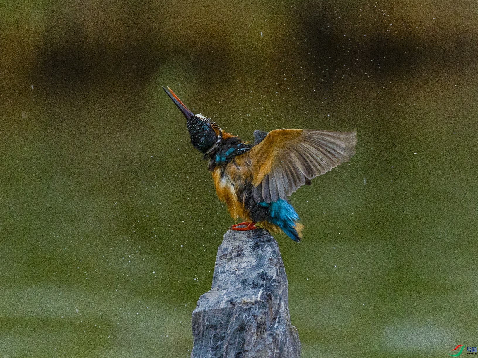 1K3A1848 ����1.jpg