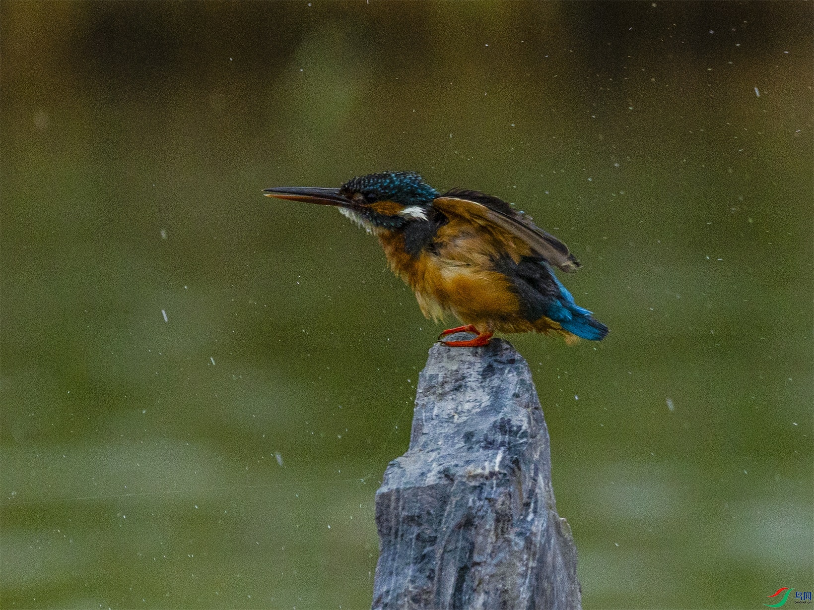 1K3A1850 ����1.jpg