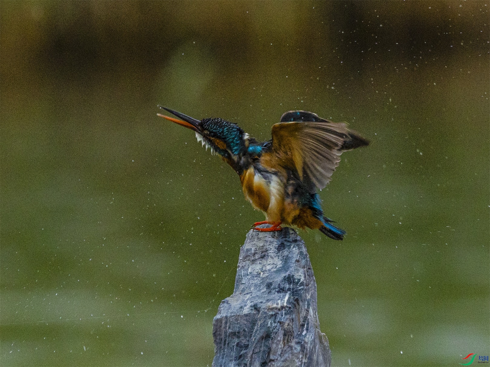 1K3A1849 ����1.jpg