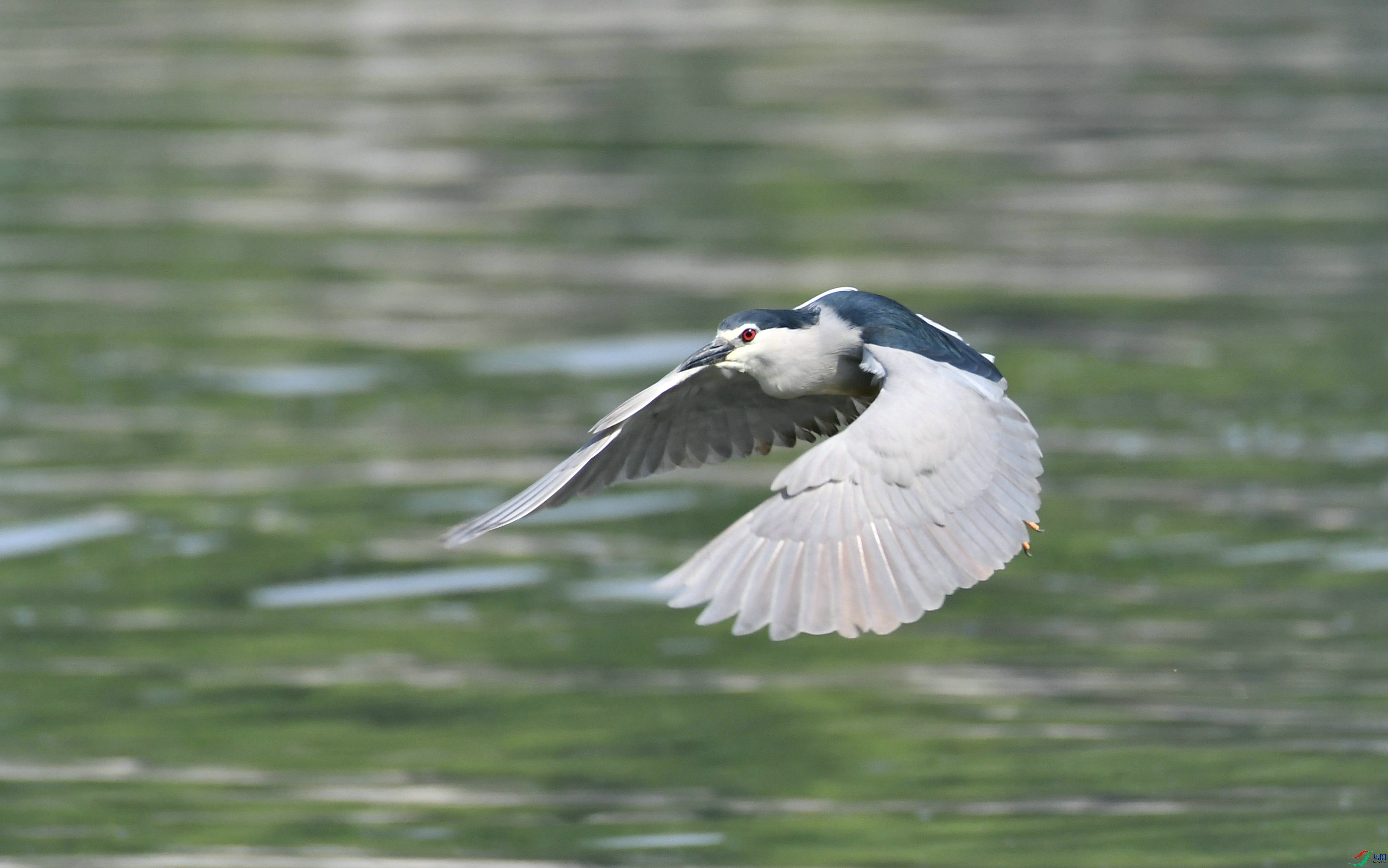 DSC_8237.JPG