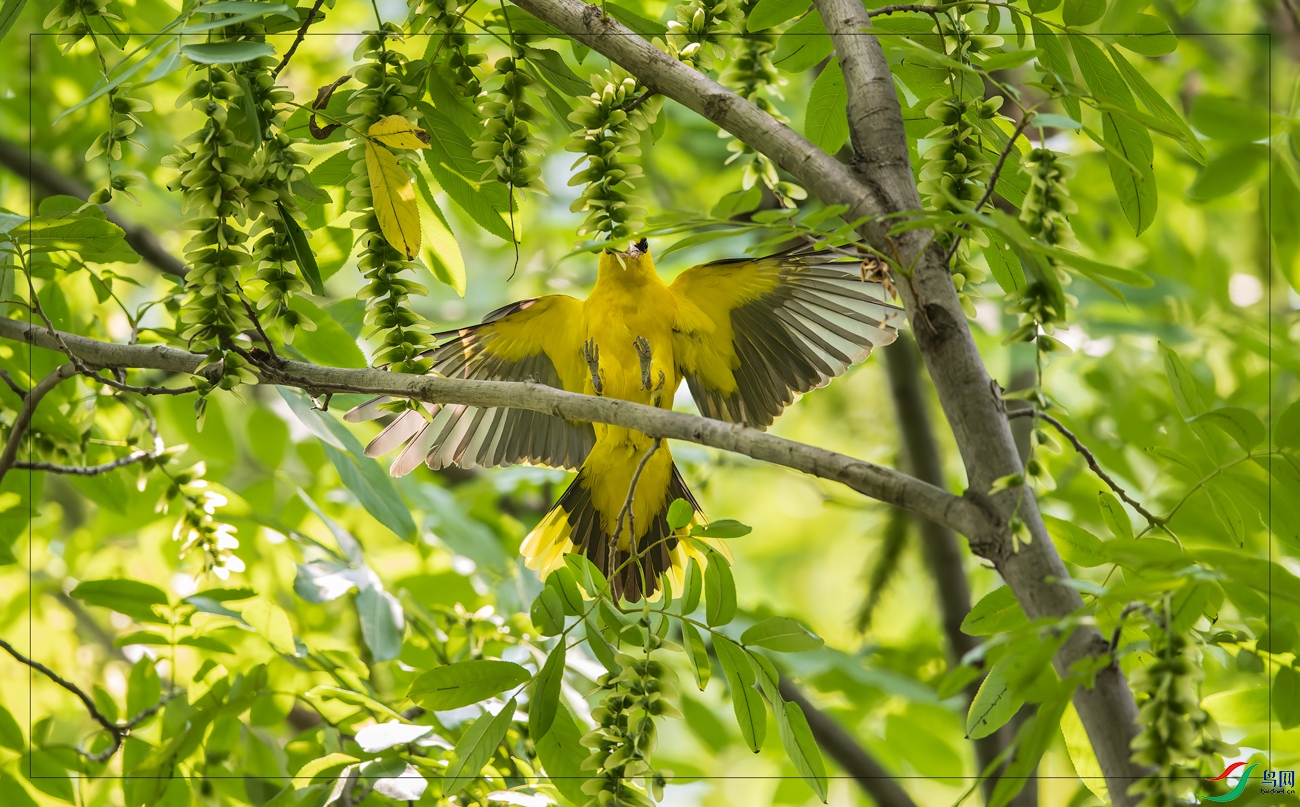 ���ǹ���ͬ���ķ�ʽ�Ӹߴ��䵽��Ѩ���Ϸ�����֦��