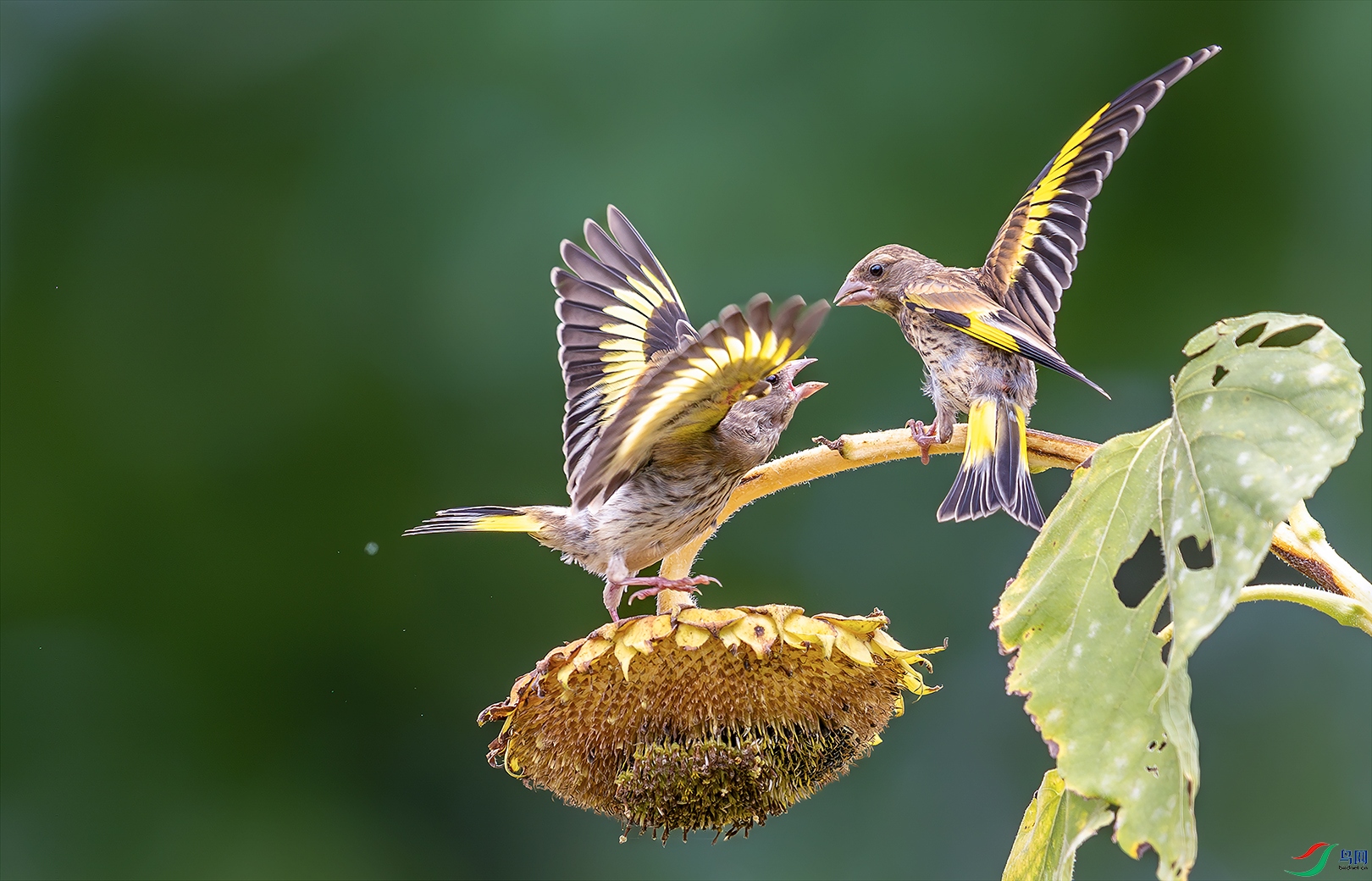 1111-_82A2342-����ǿ-NR ���� 2.jpg