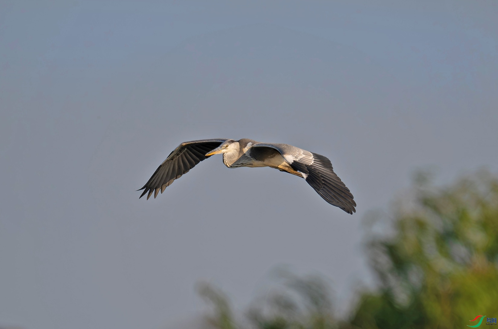 _DSC2902f1.jpg