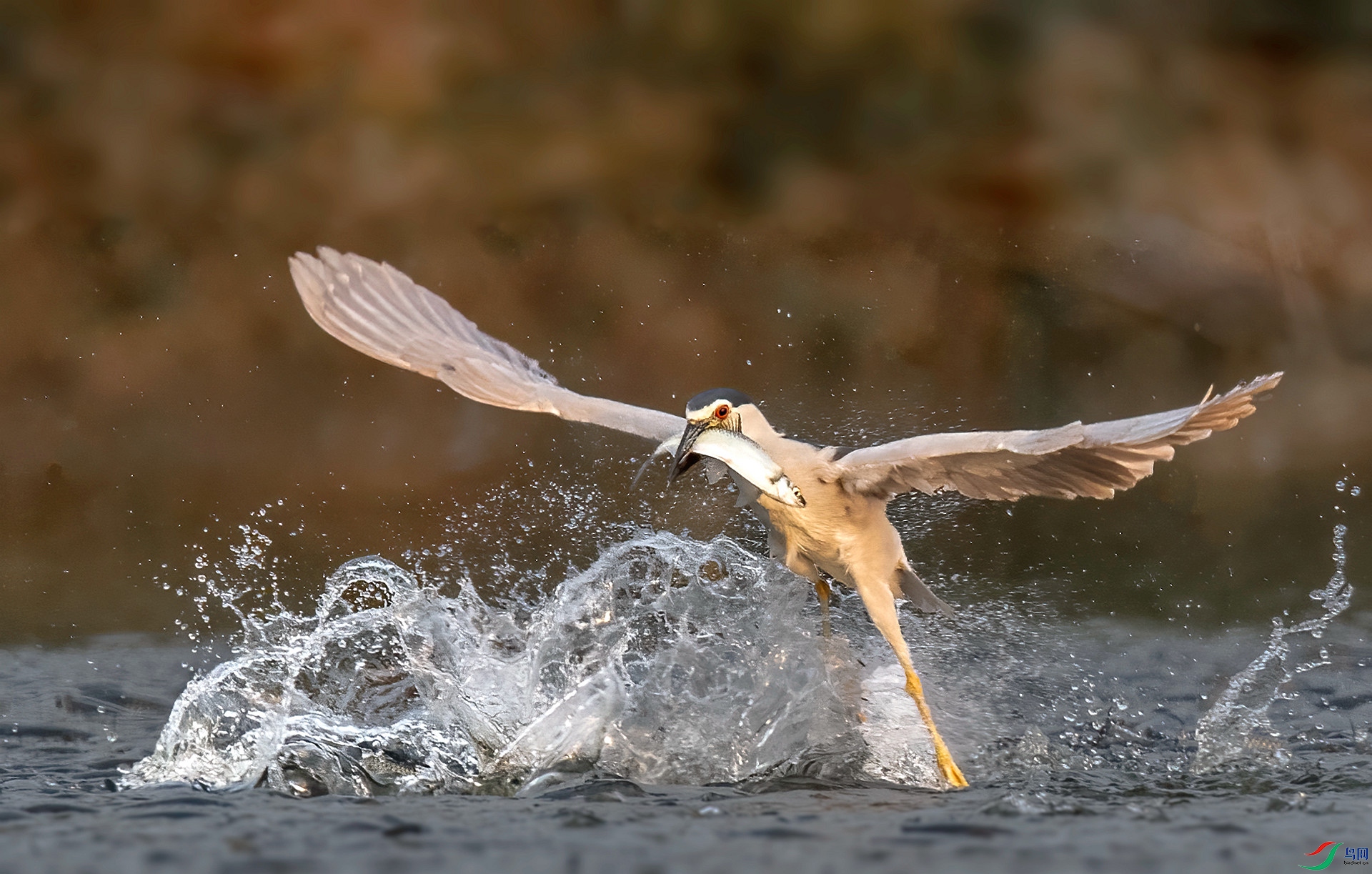 DSC_6377 ����_����.jpg