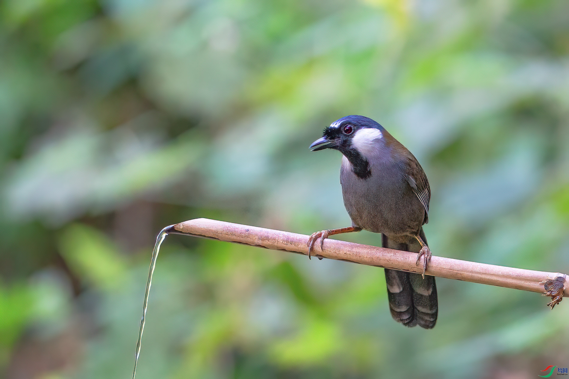 a_78979-1.jpg