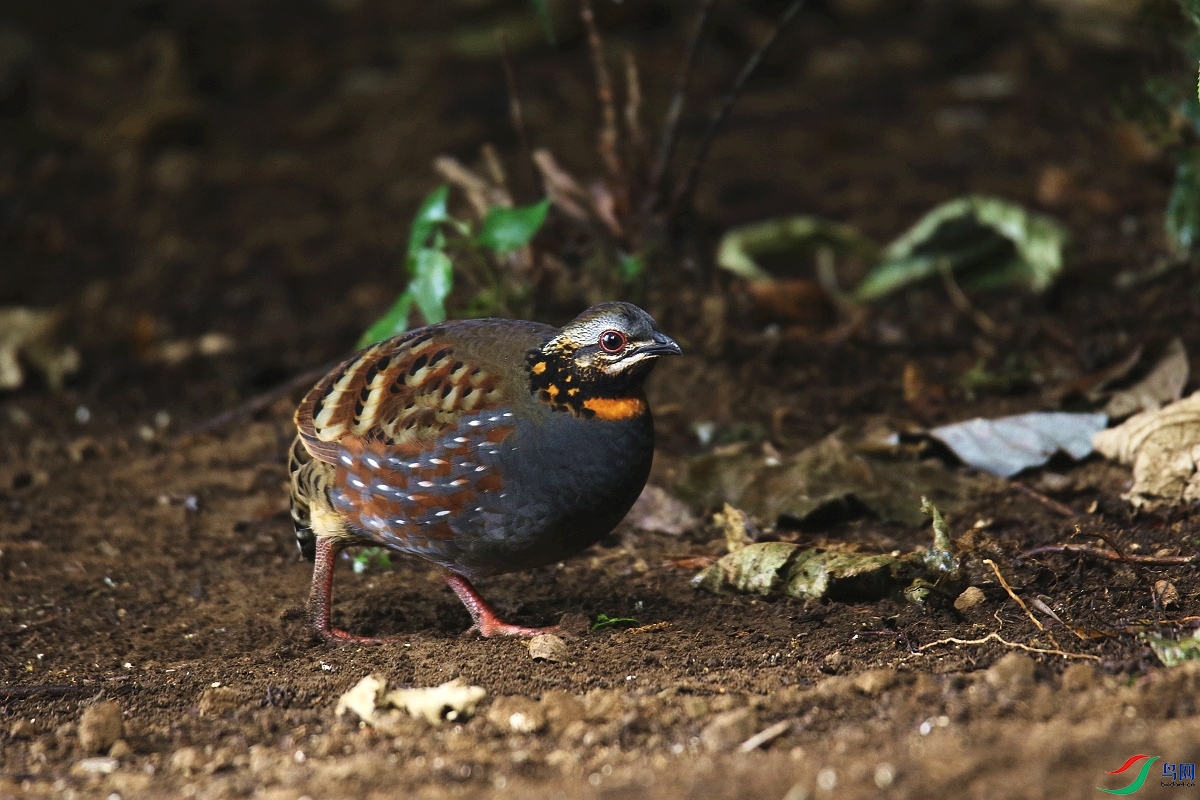 ���� 0F4A1736.JPG