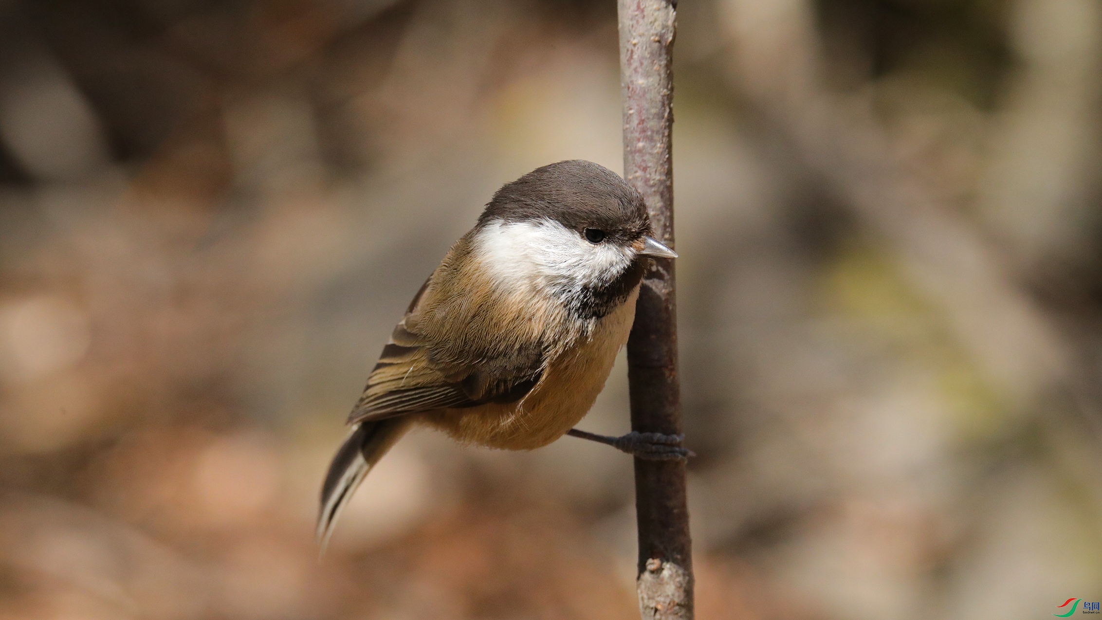 000A4845 ����5555.jpg