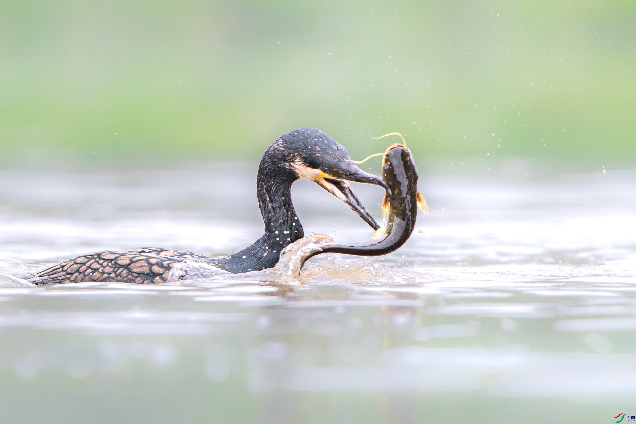 AY8I0972- ����.jpg